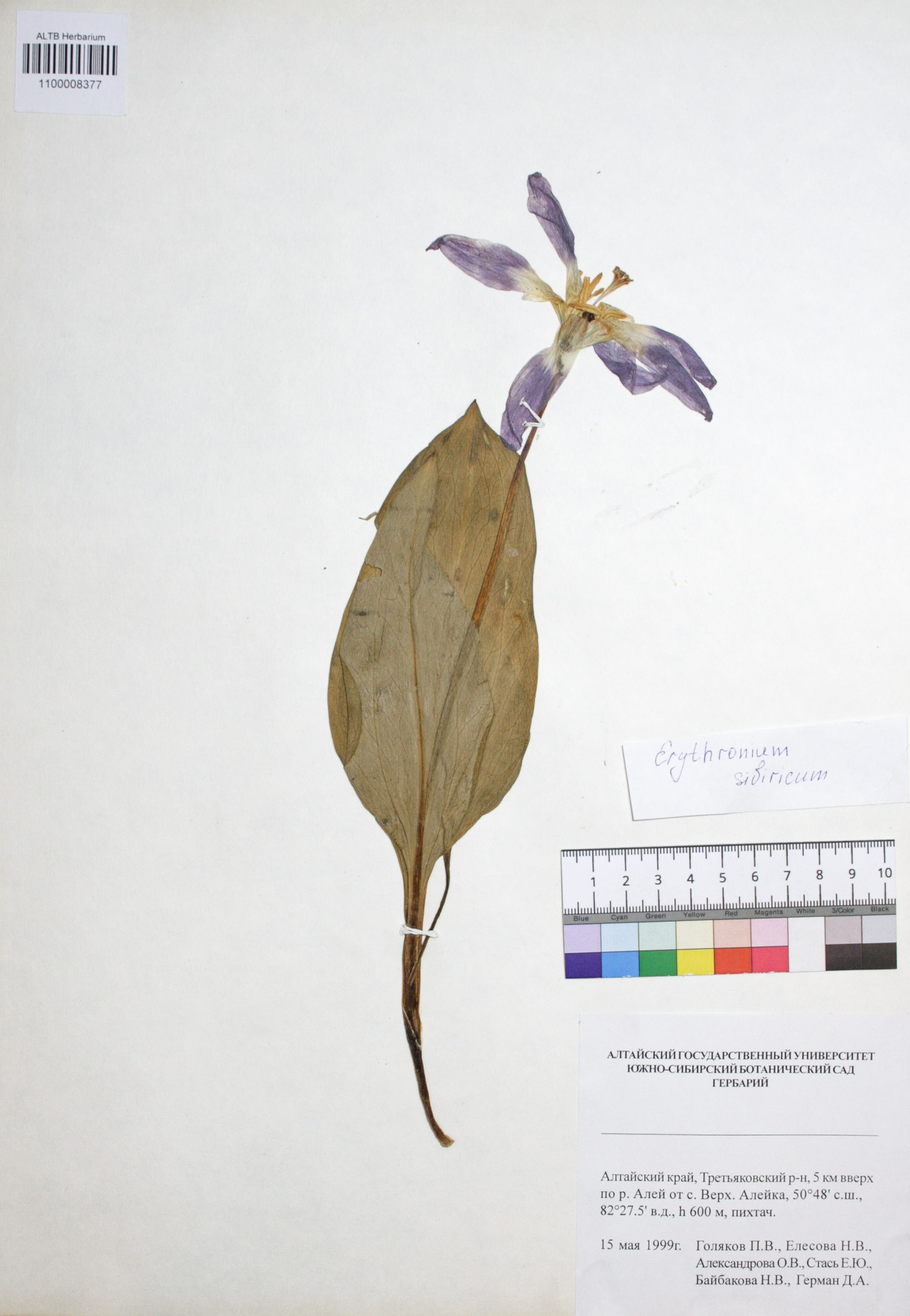 Erythronium sibiricum (Fish. et Mey.) Kryl.