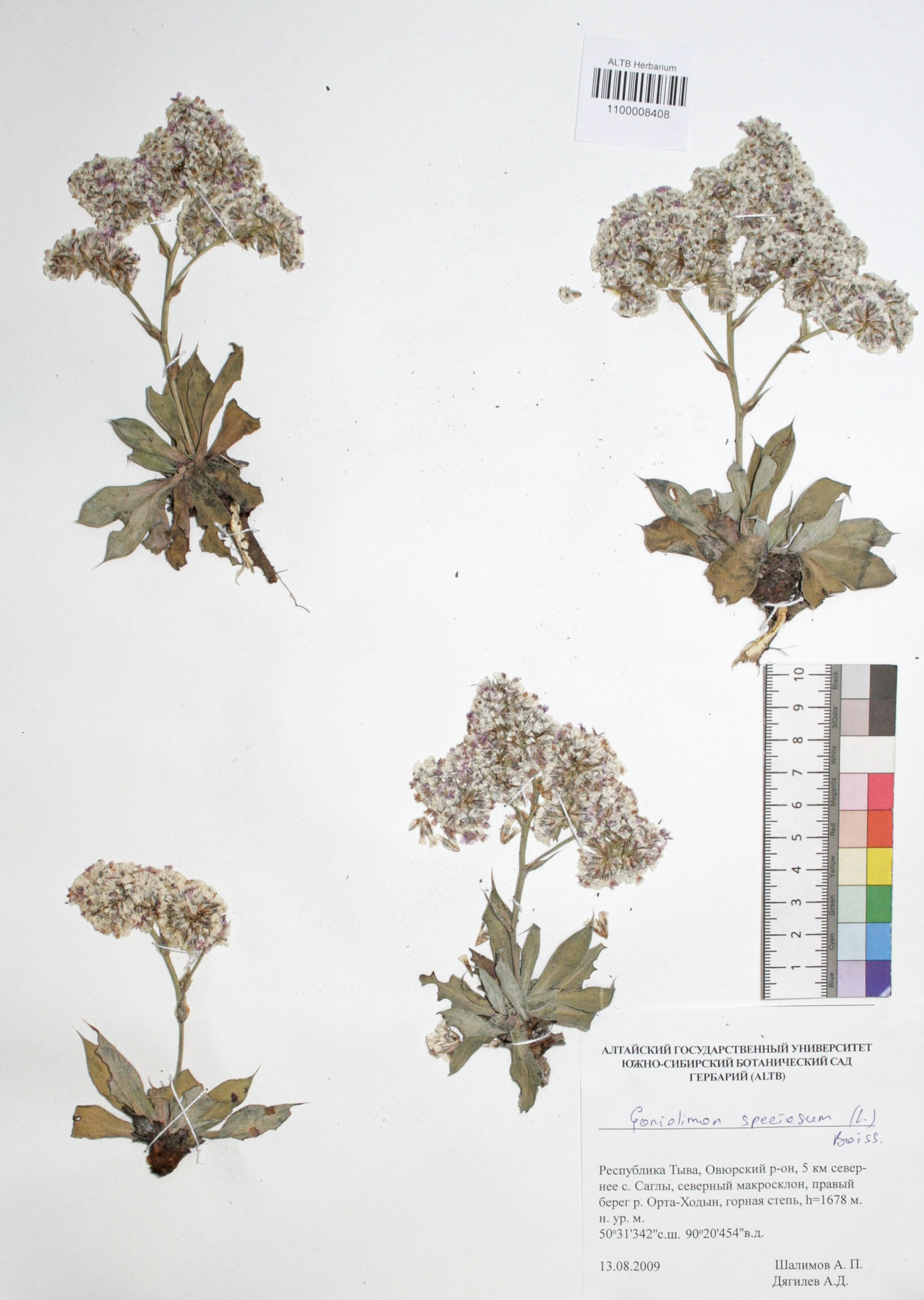 Plumbaginaceae,Goniolimon speciosum Boiss. Plumbaginaceae,Goniolimon speciosum Boiss.