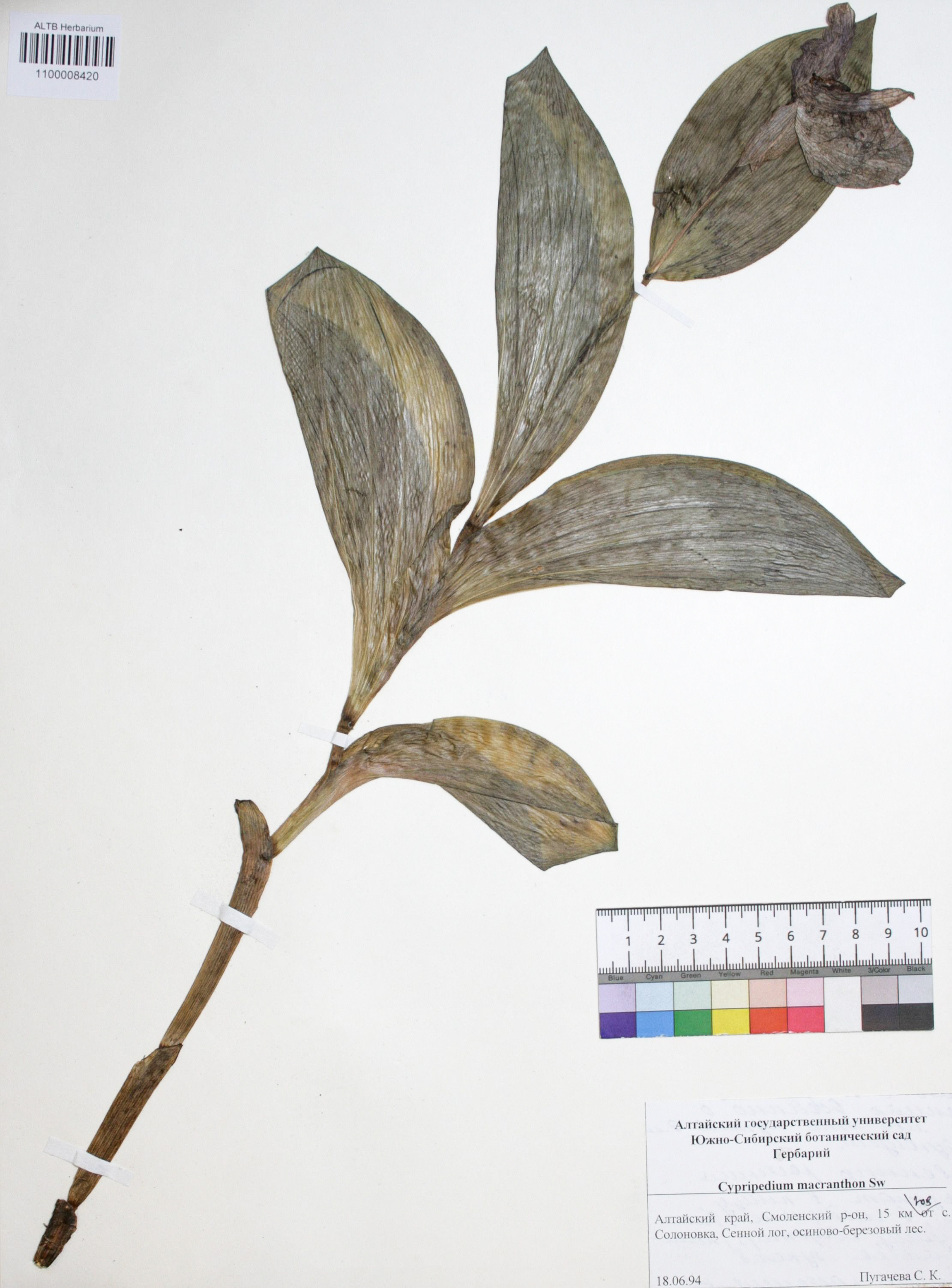 Cypripedium macranthon Sw.