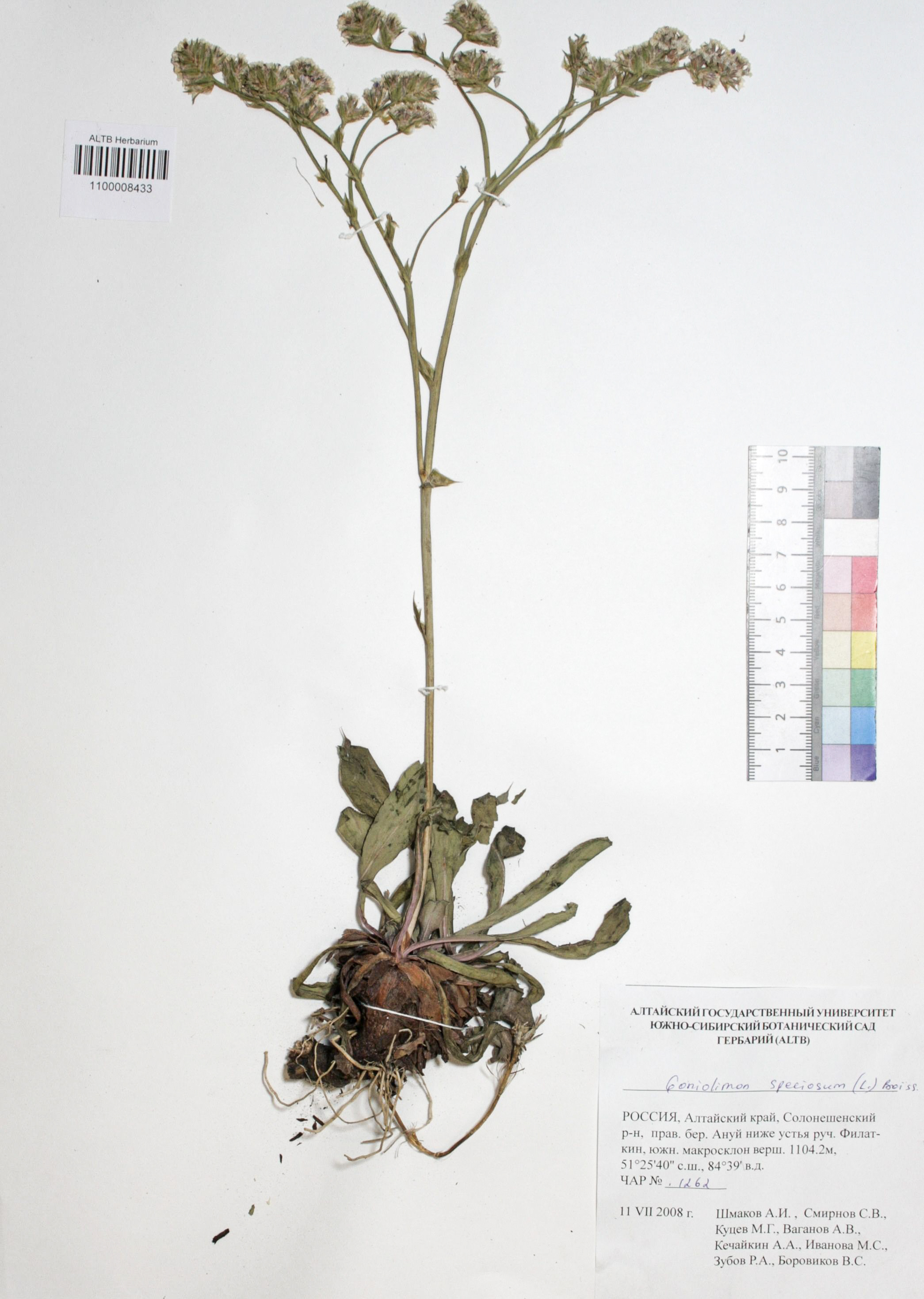 Goniolimon speciosum Boiss.