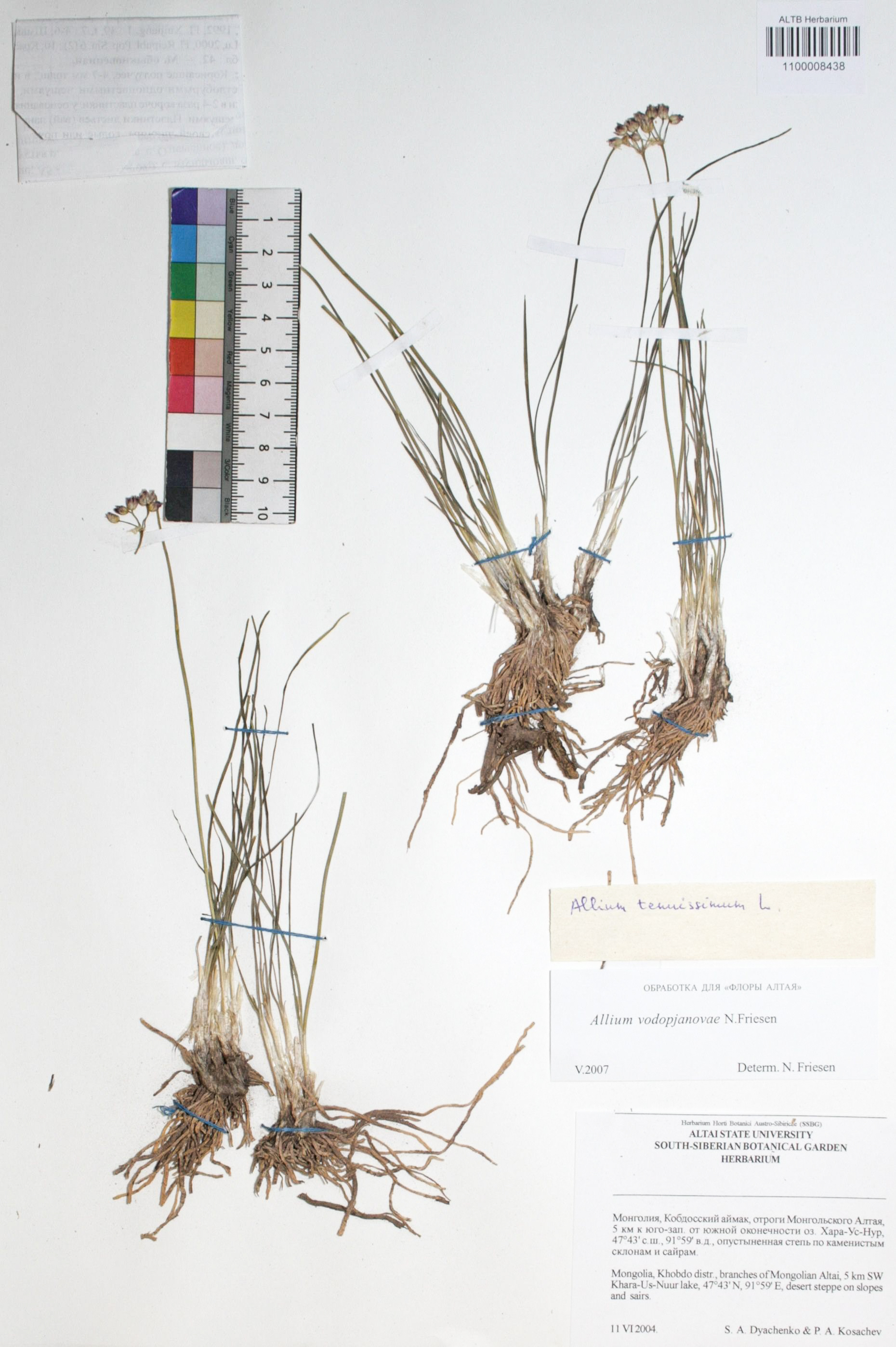 Allium vodopianovae Friesen s. str.