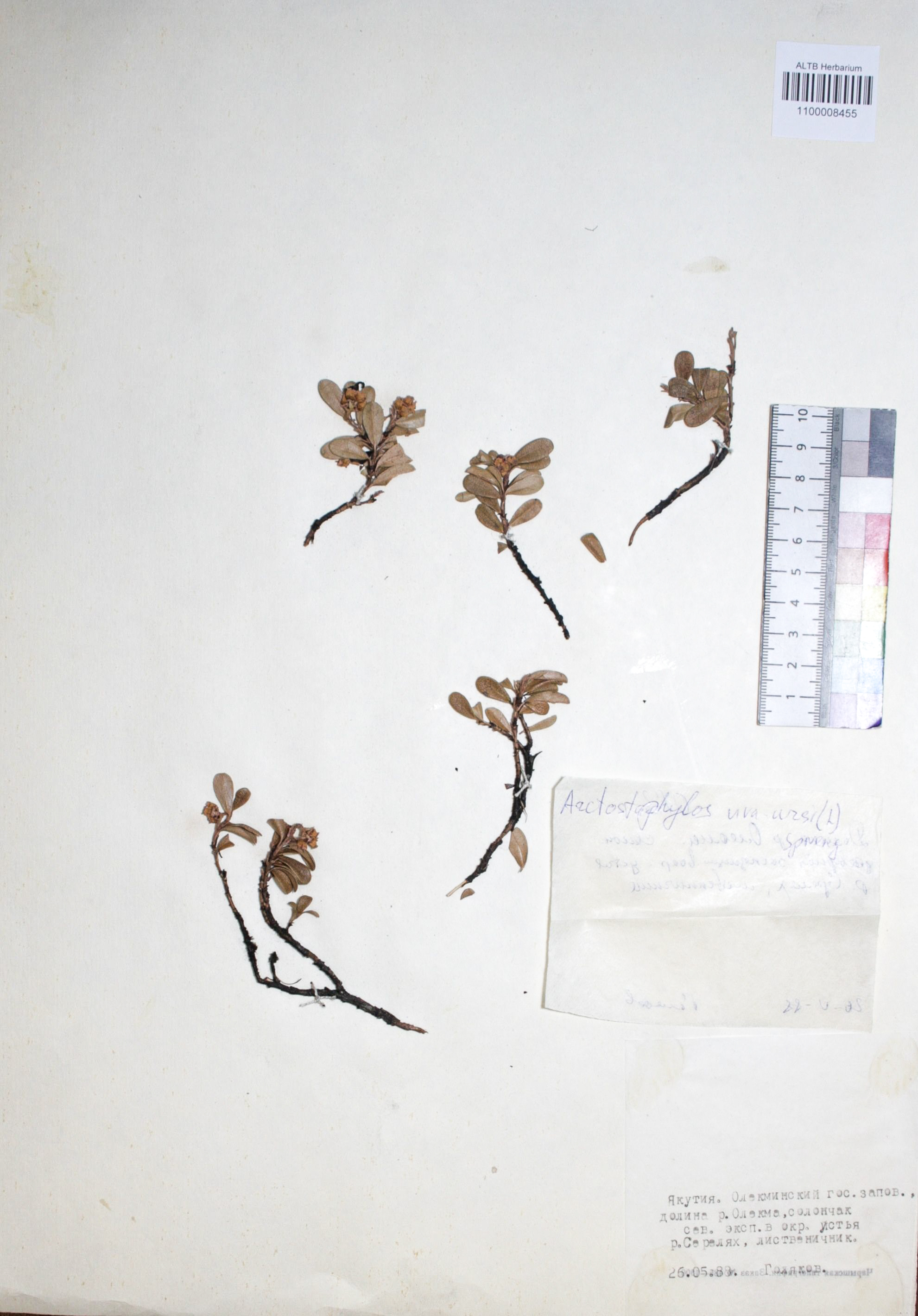 Arctostaphylos uva-ursi (L.) Spreng.