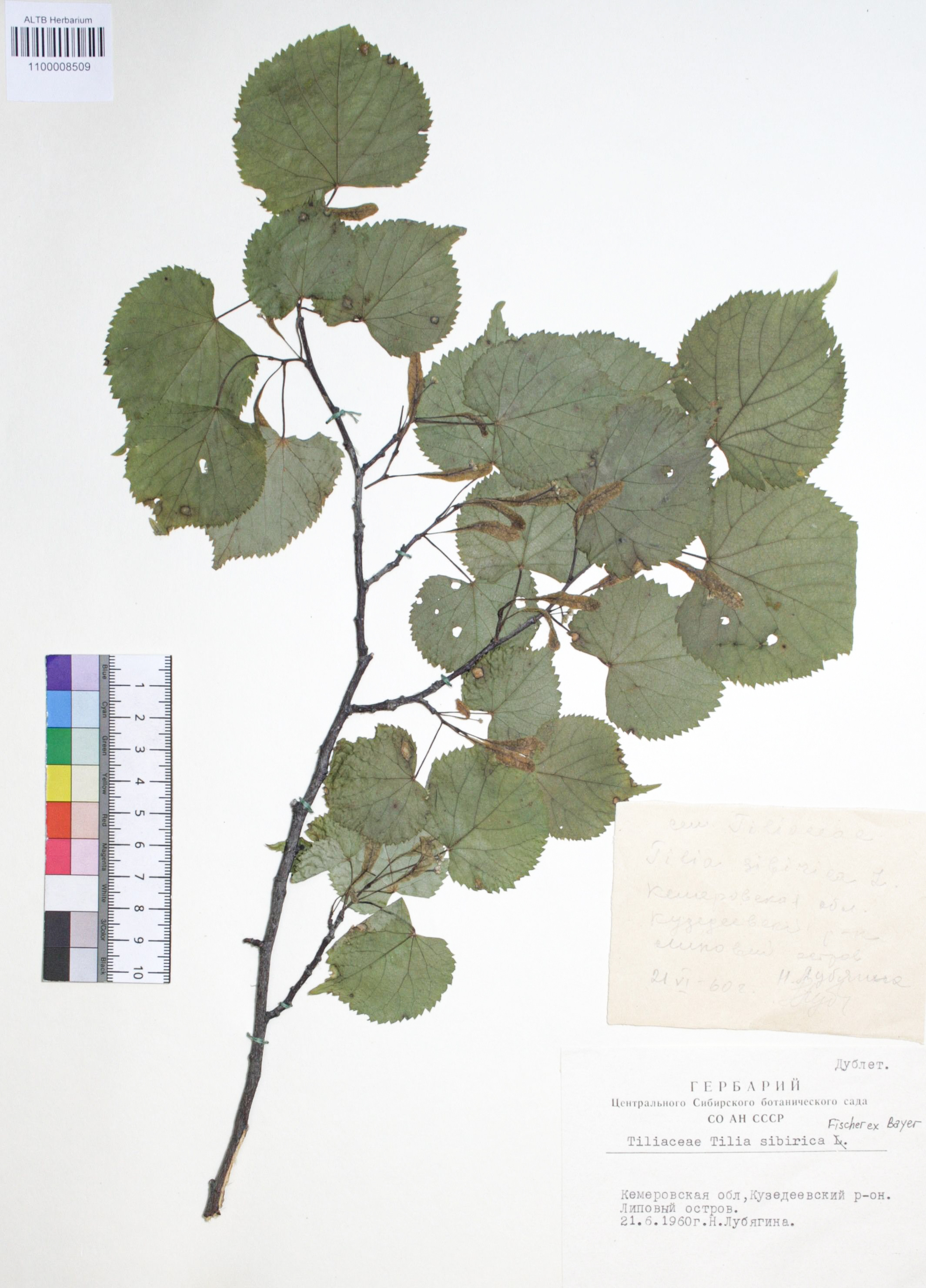  Tilia sibirica Bayer 