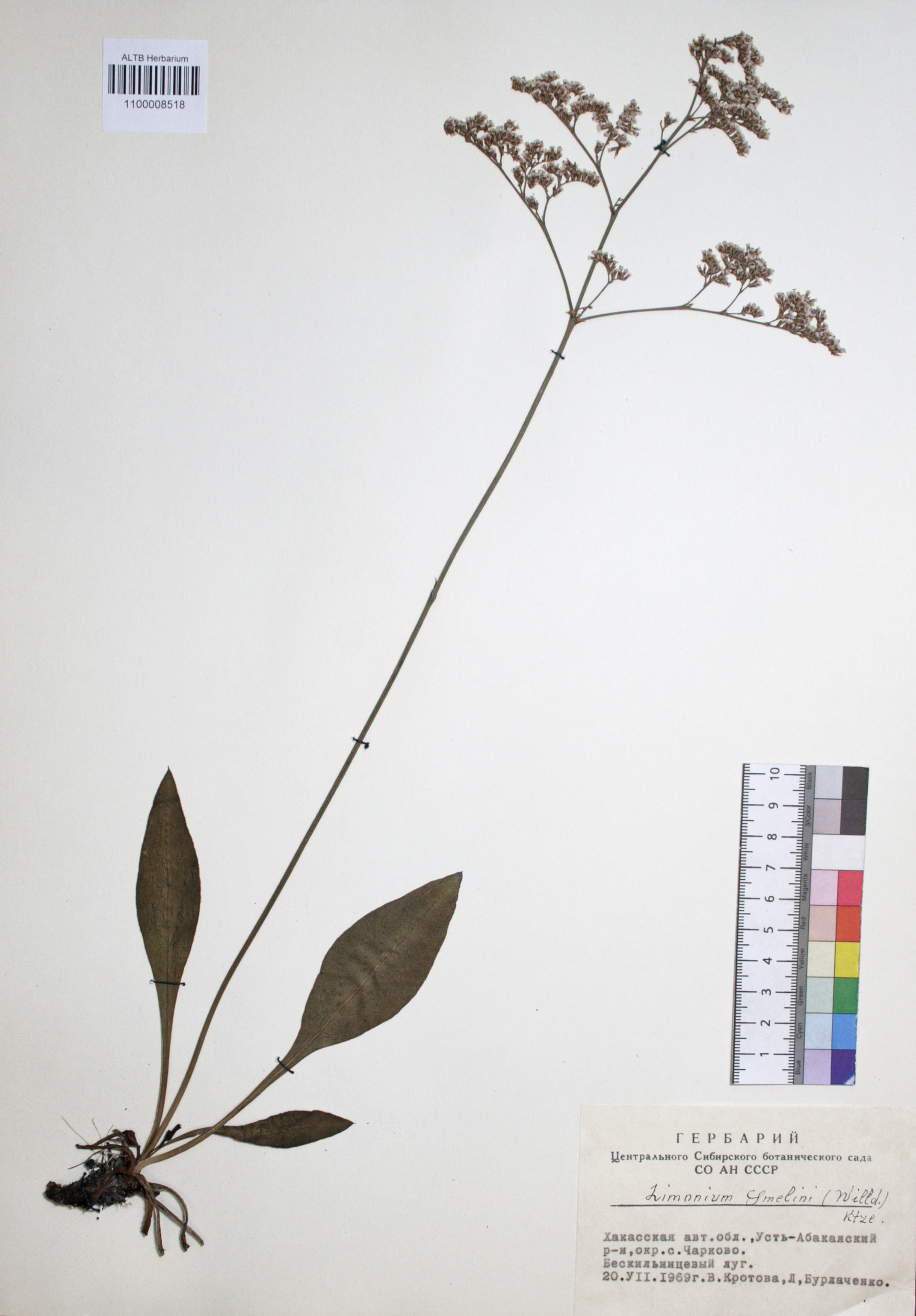 Limonium gmelinii (Willd.) Kuntze