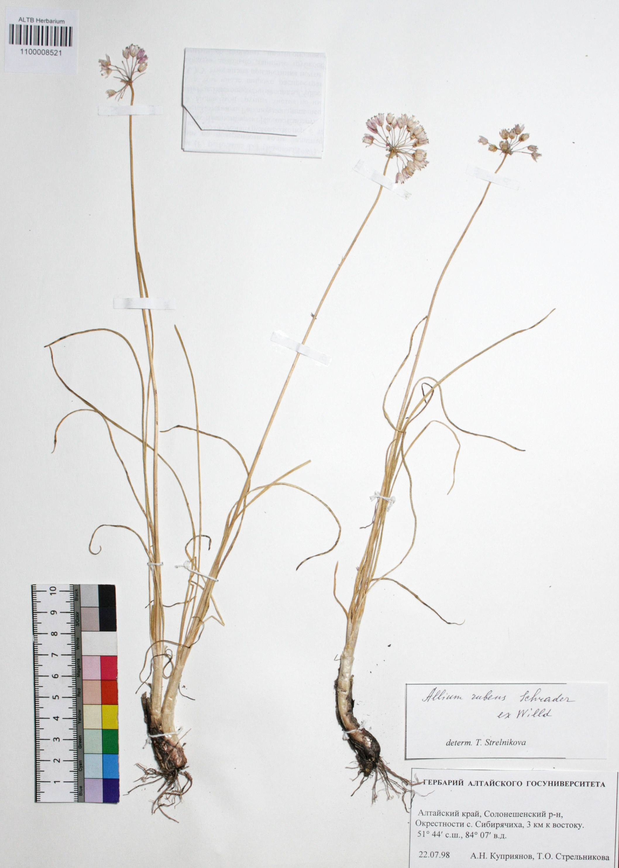 Allium rubens Schrad. ex Willd.