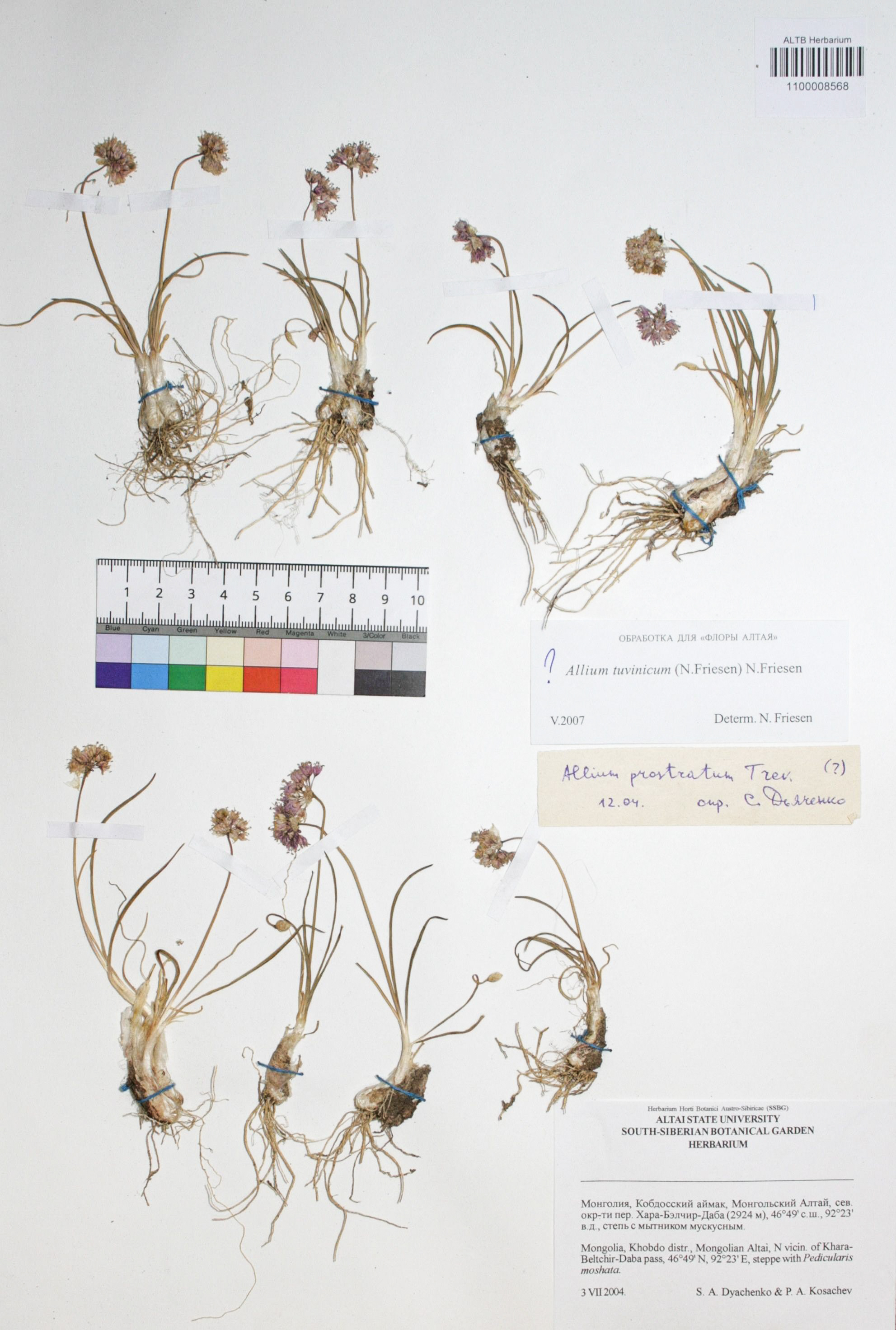 Allium prostratum Trev.