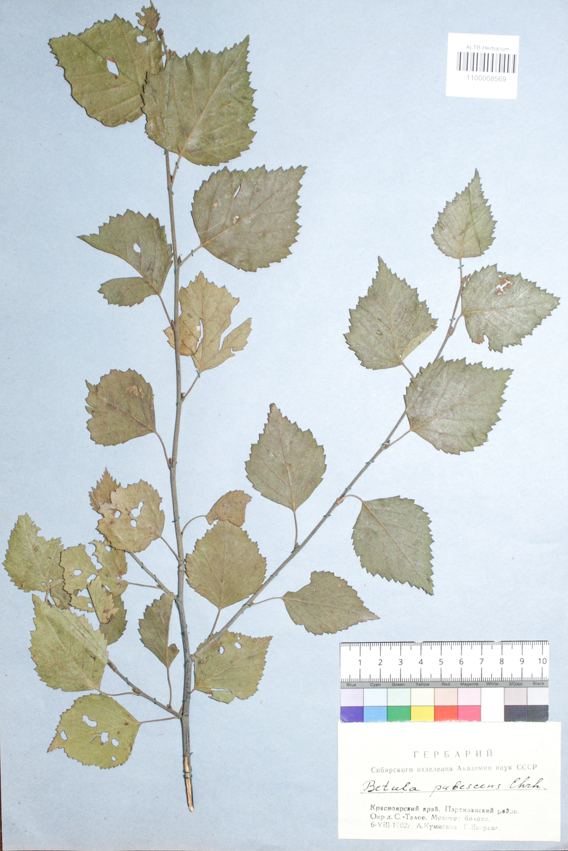 Betula pubescens Ehrh.