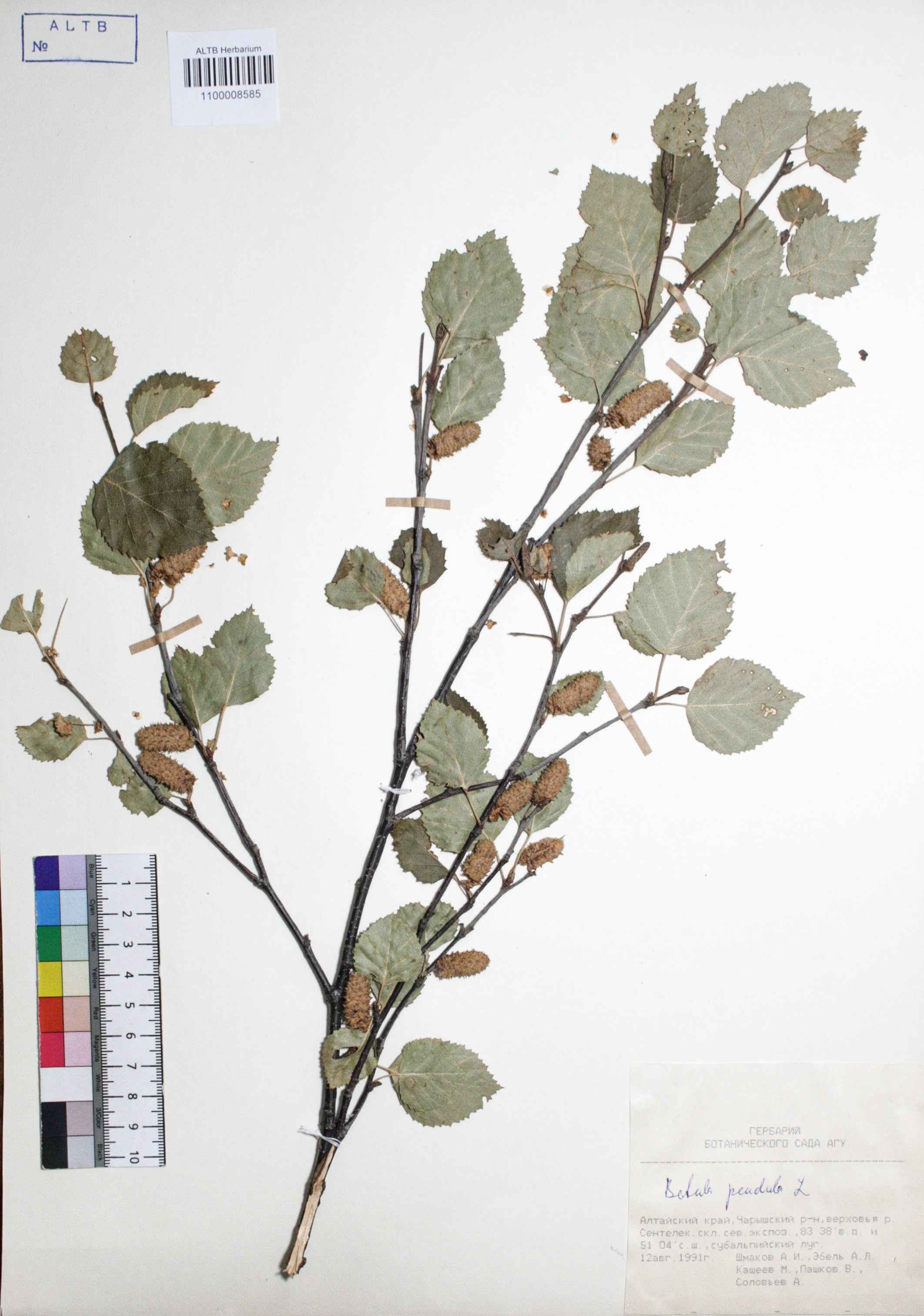 Betulaceae,Betula alba L. Betulaceae,Betula alba L.