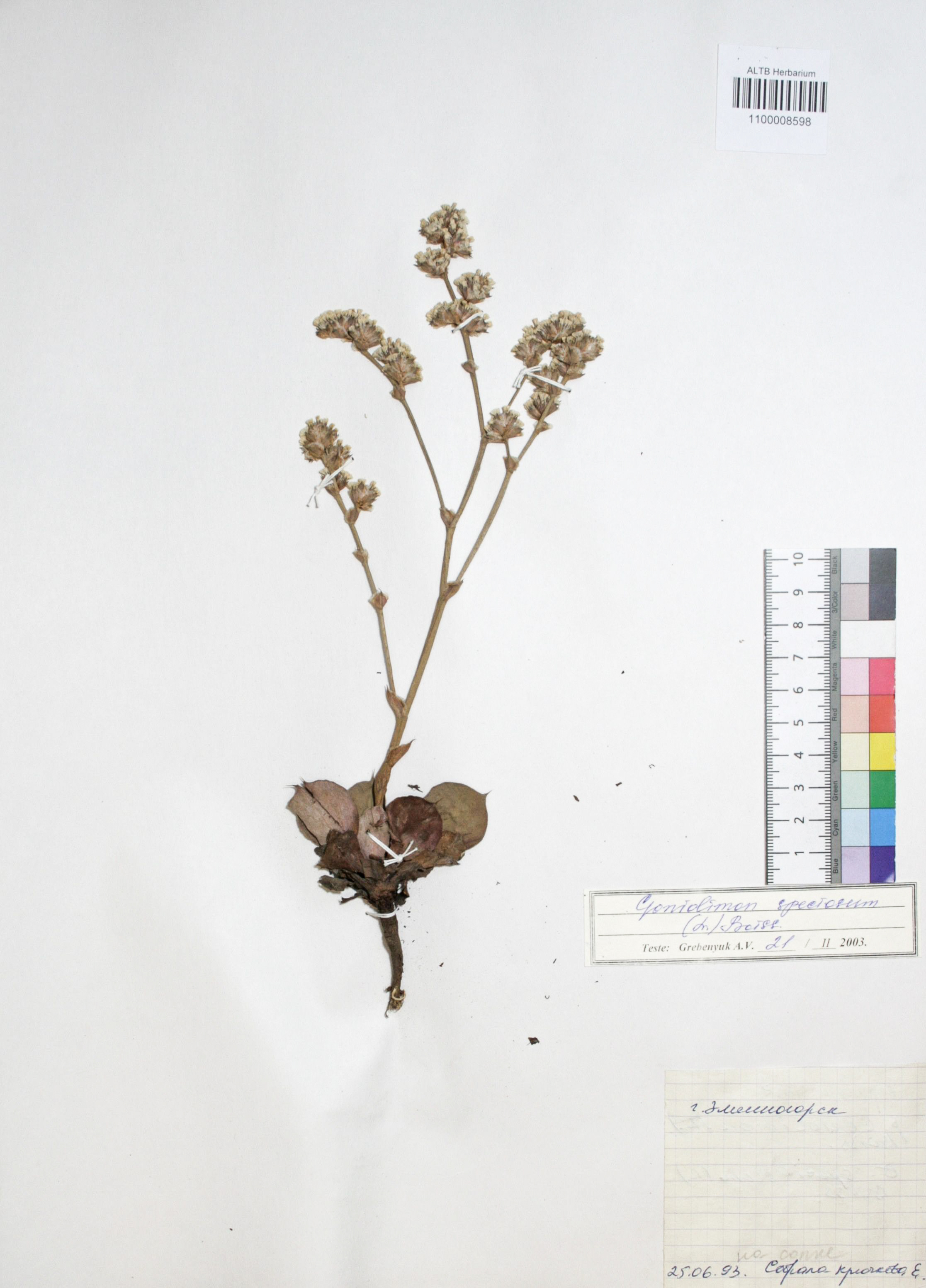 Goniolimon speciosum Boiss.