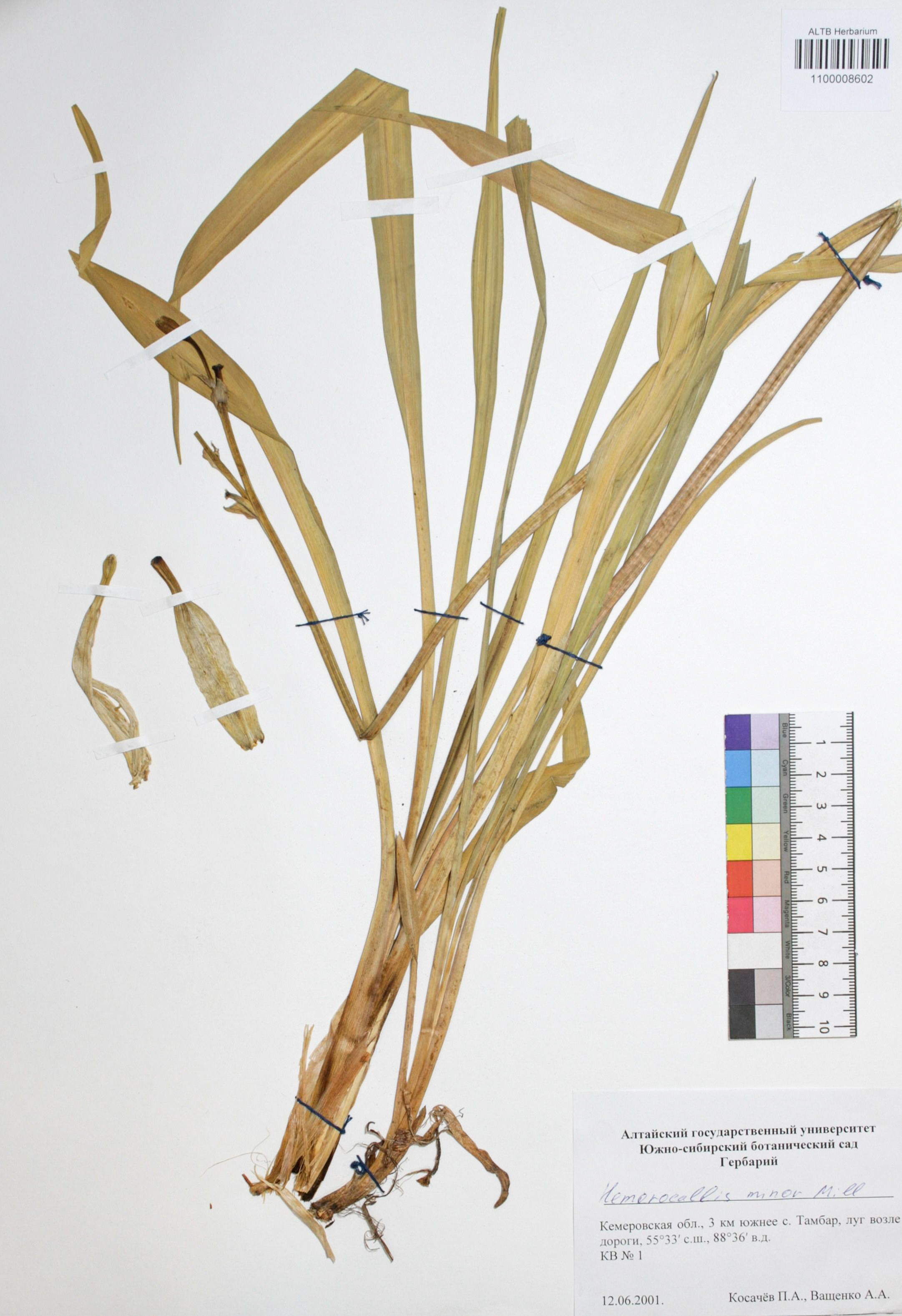 Hemerocallis minor Mill.