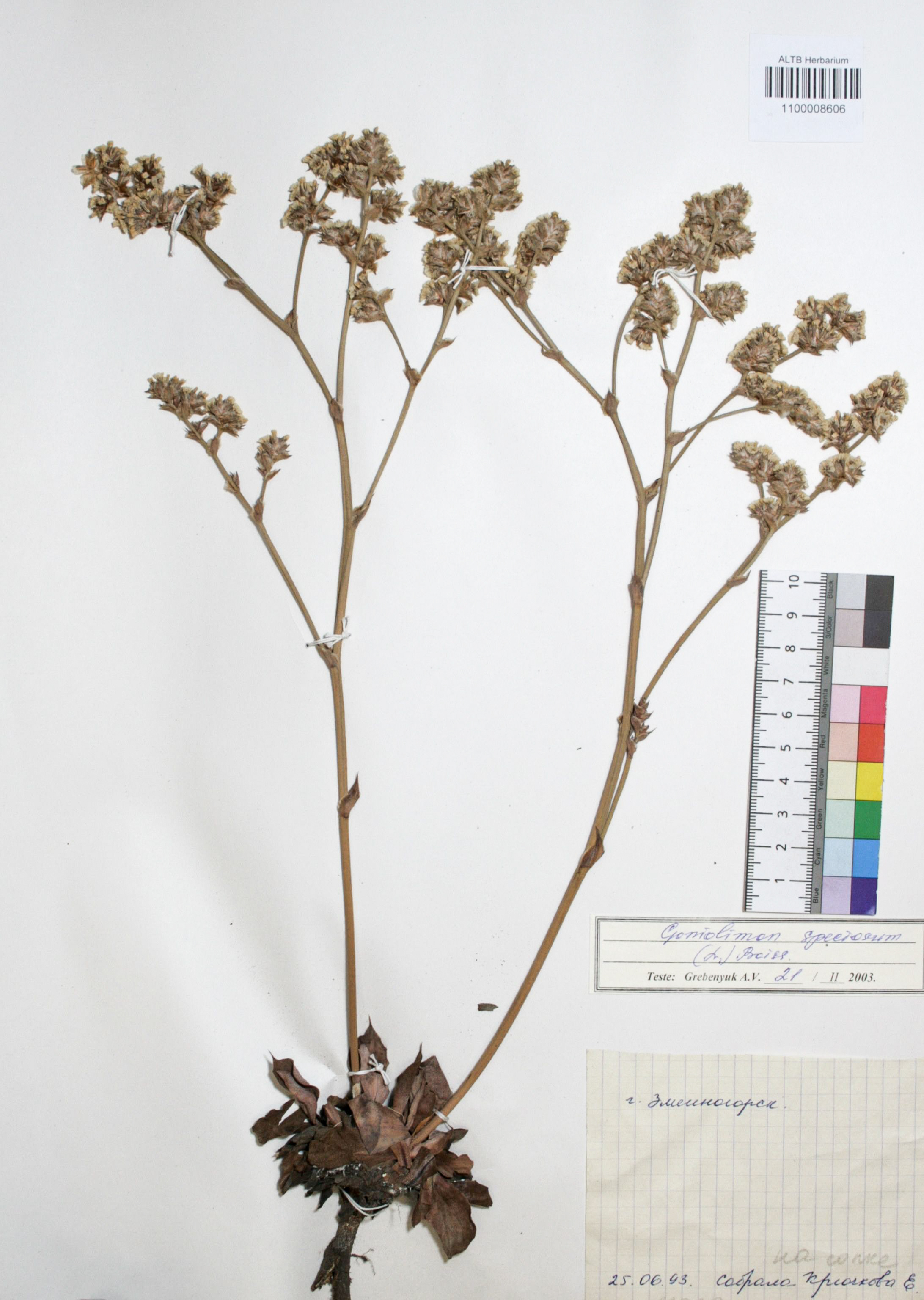 Goniolimon speciosum Boiss.