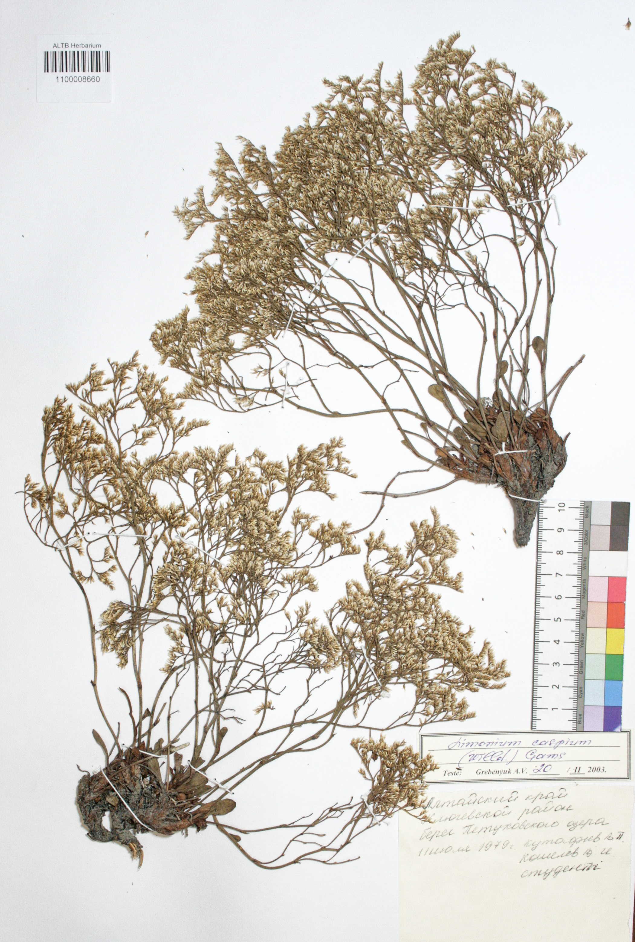 Limonium caspium (Willd.) Gams