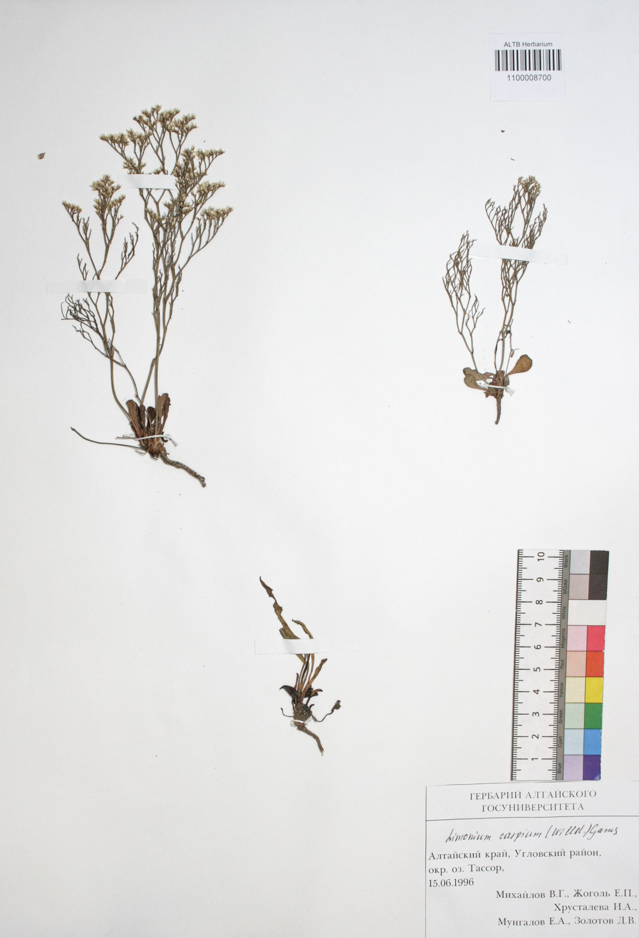 Limonium caspium (Willd.) Gams