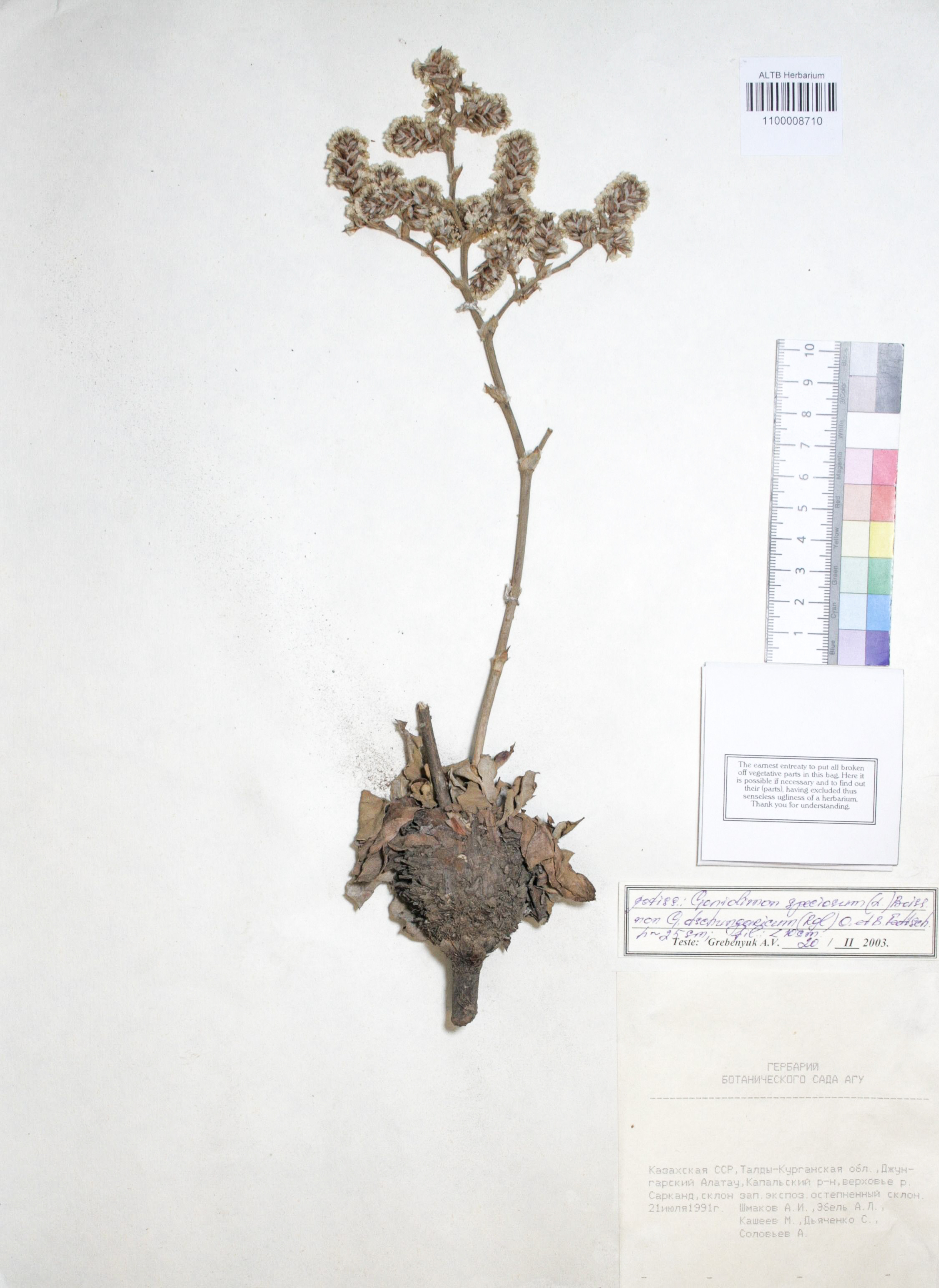 Plumbaginaceae,Goniolimon speciosum Boiss. Plumbaginaceae,Goniolimon speciosum Boiss.