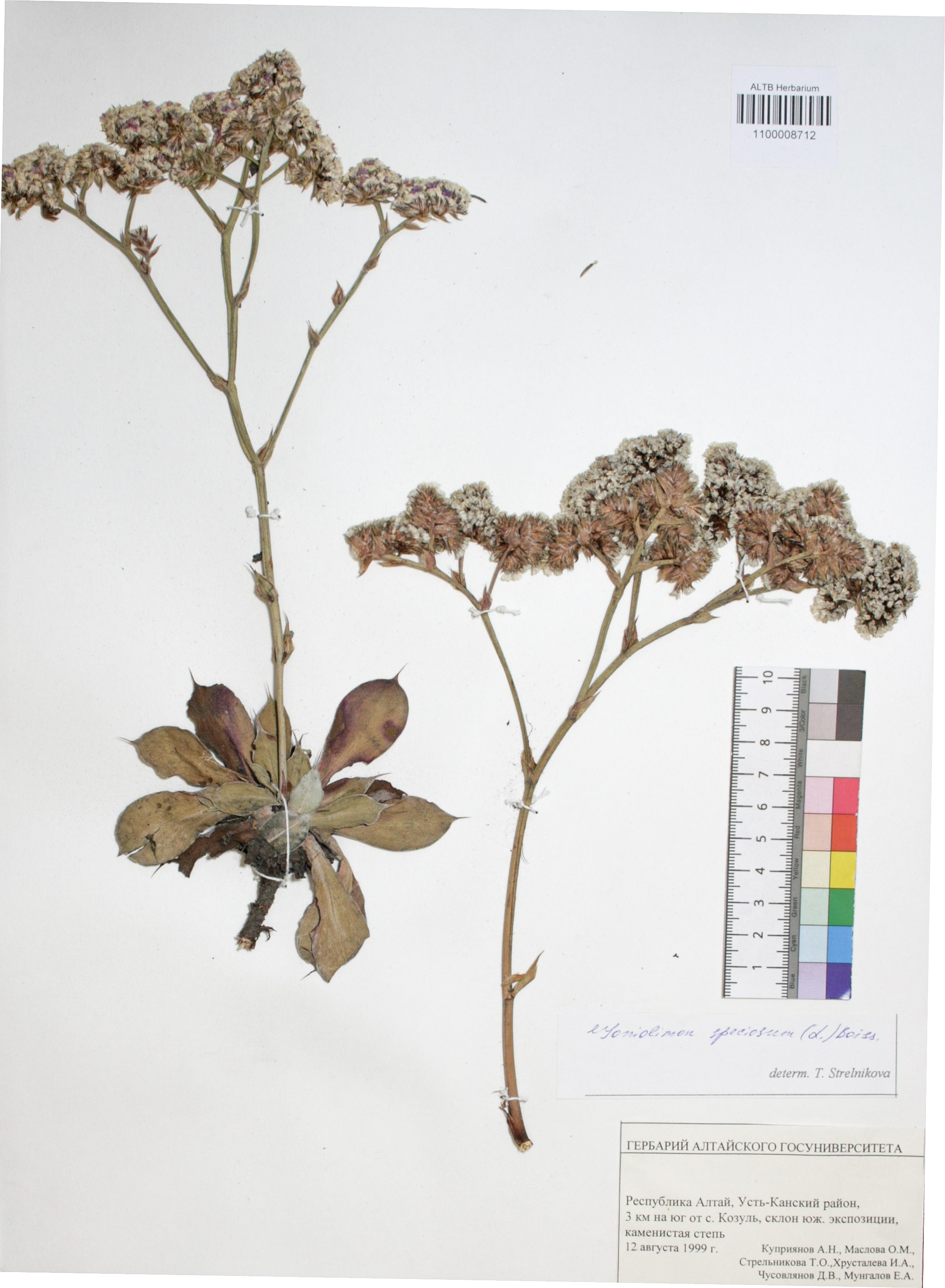 Goniolimon speciosum Boiss.