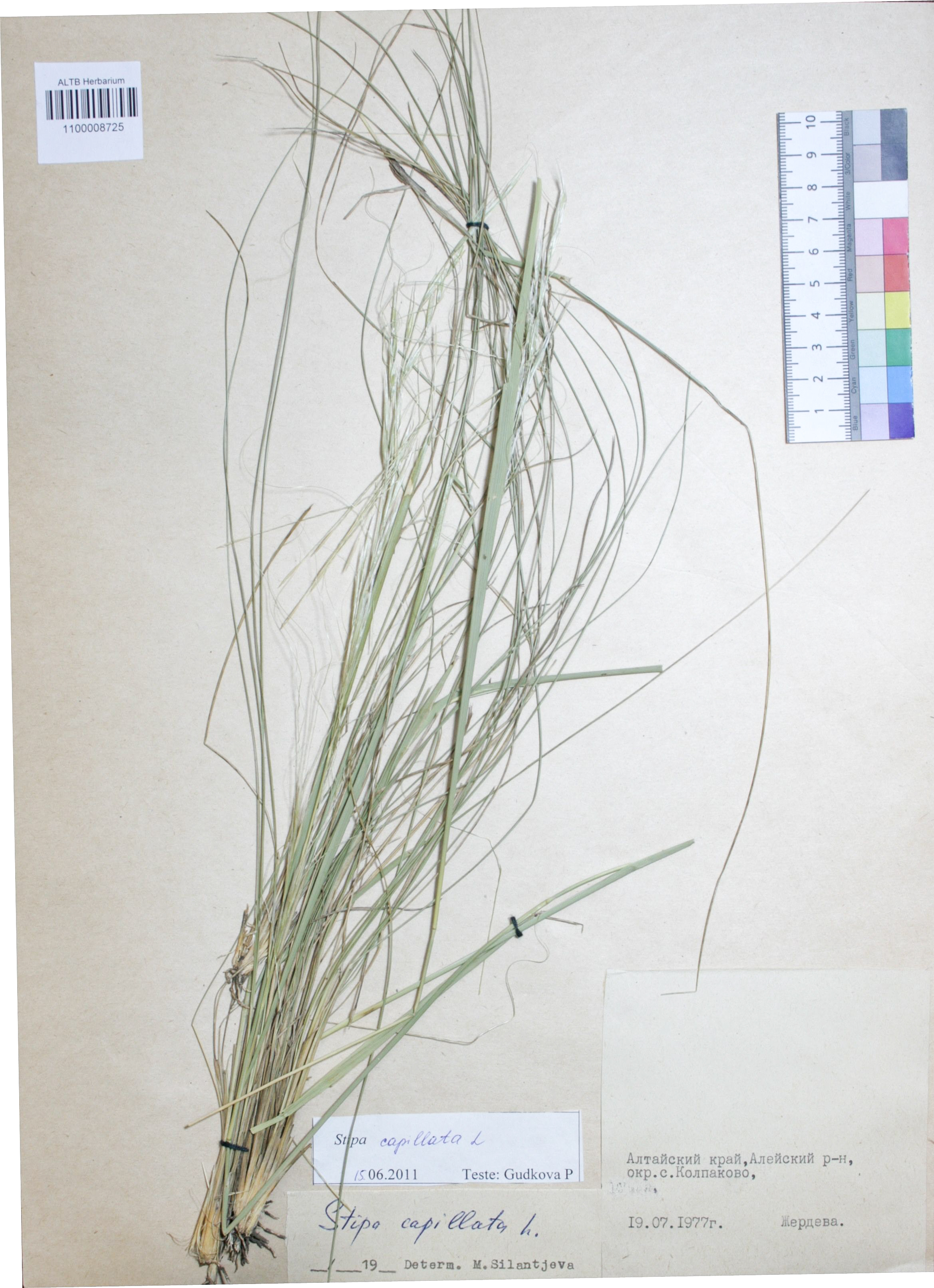Stipa capillata L.