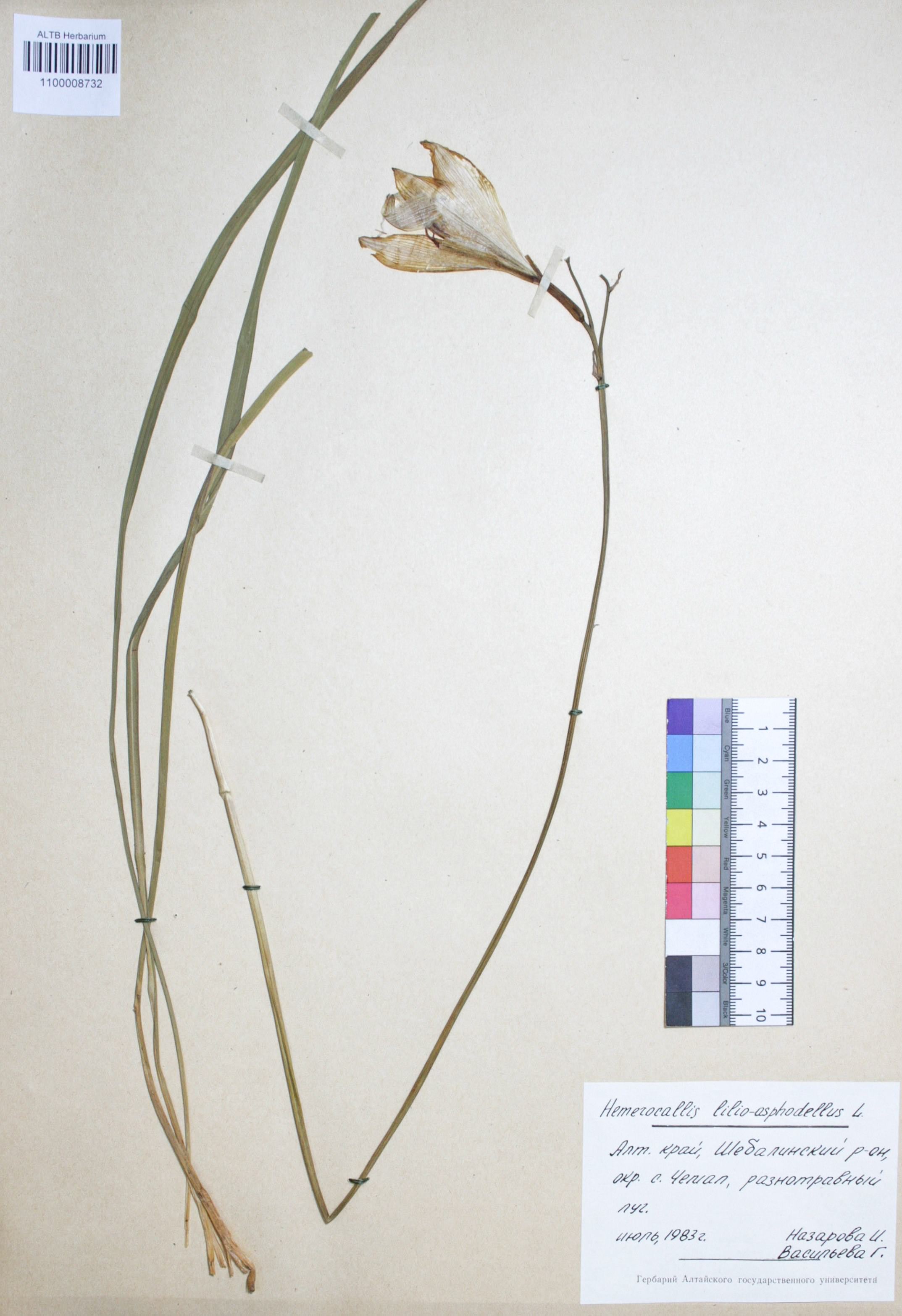 Hemerocallis lilio-asphodelus L.