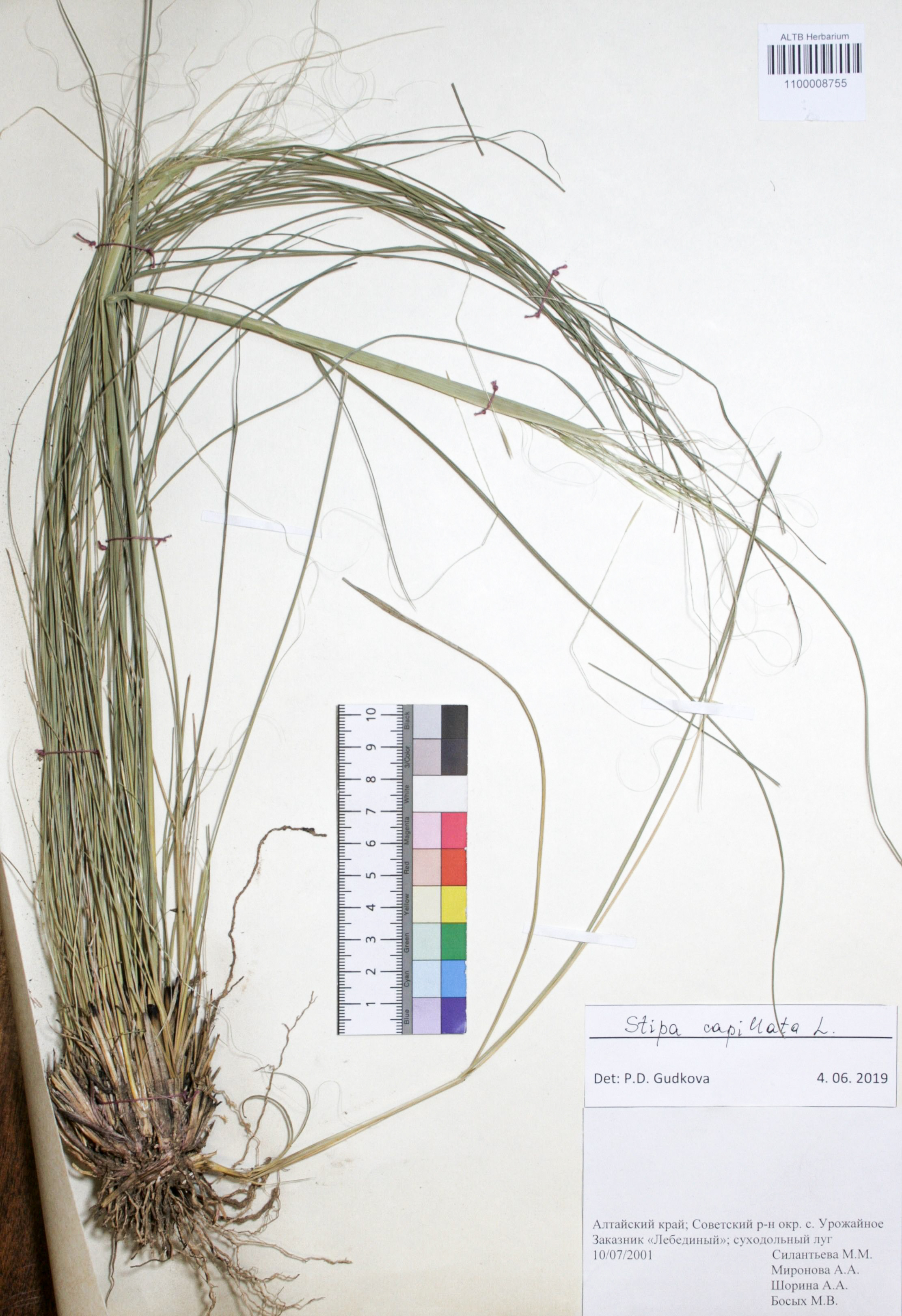 Stipa capillata L.