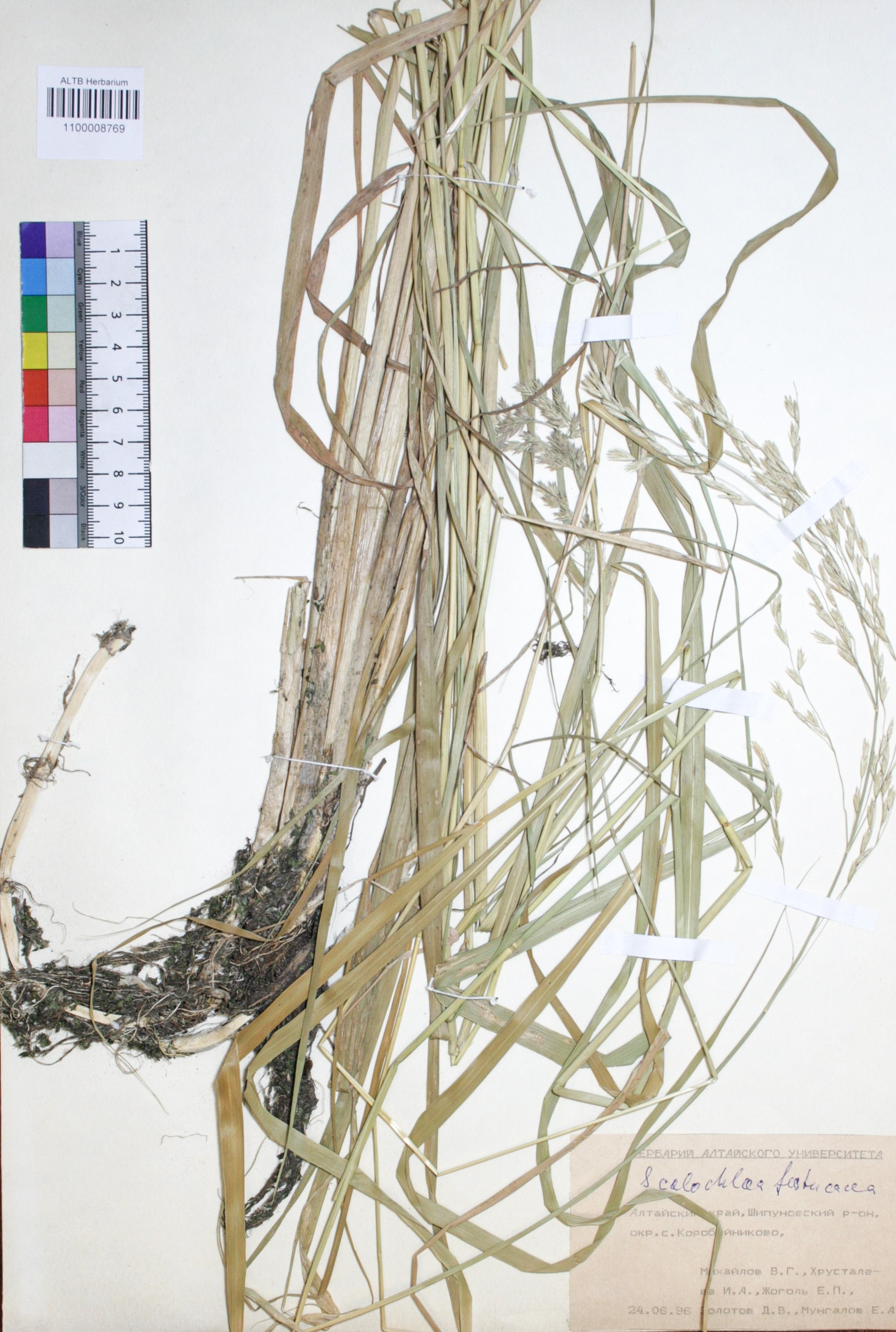 Scolochloa festucacea (Willd.) Link