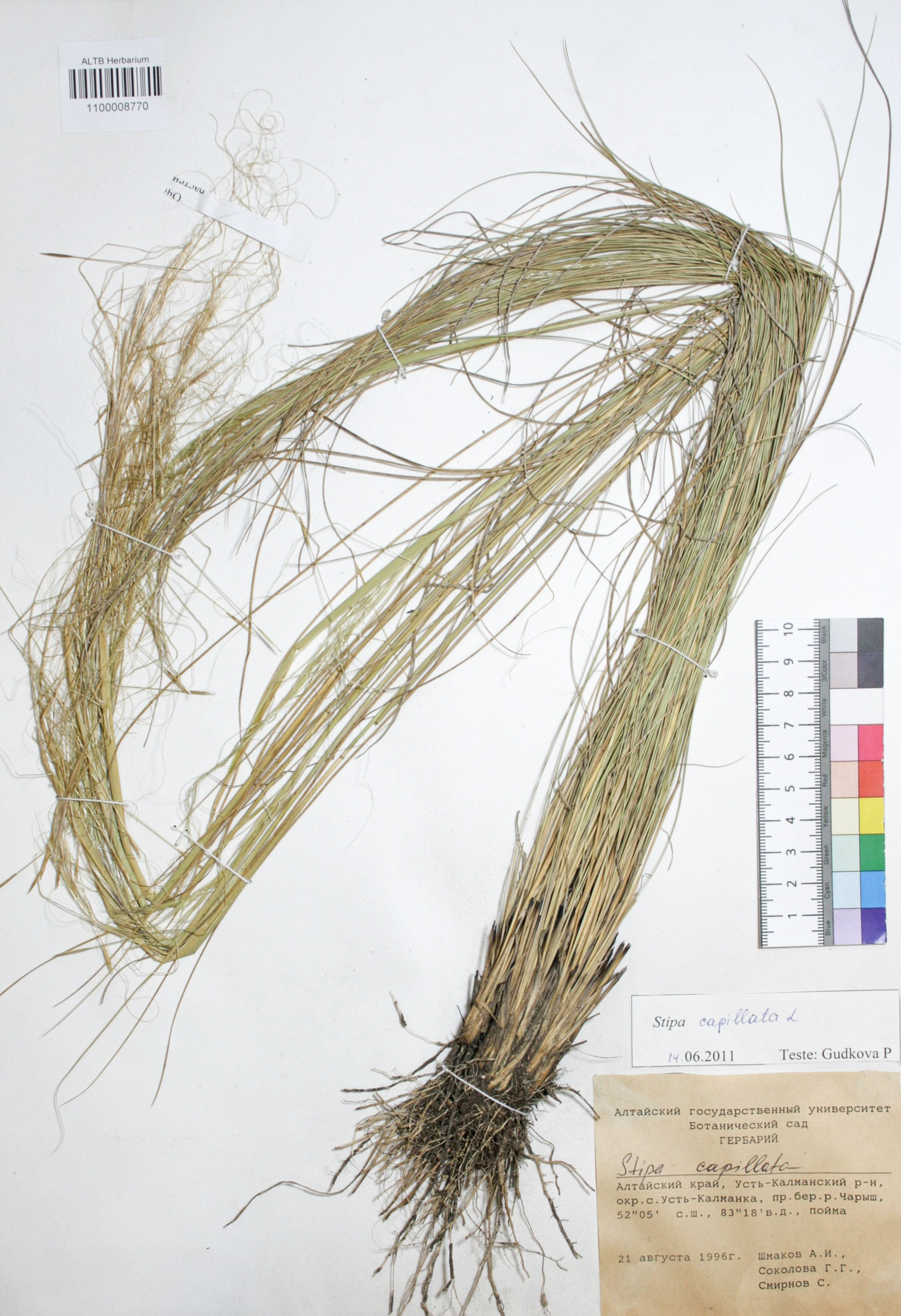 Stipa capillata L.