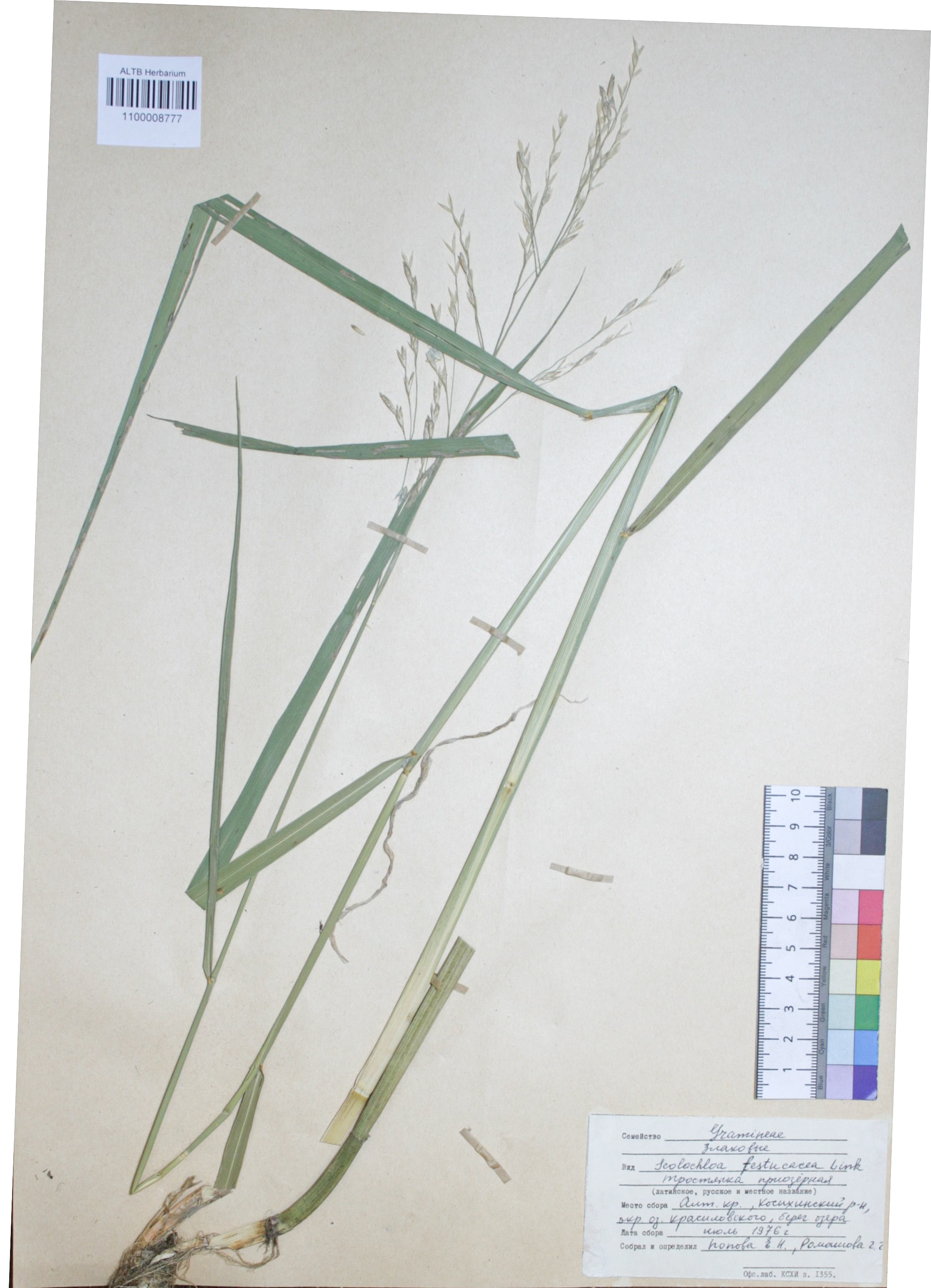 Scolochloa festucacea (Willd.) Link