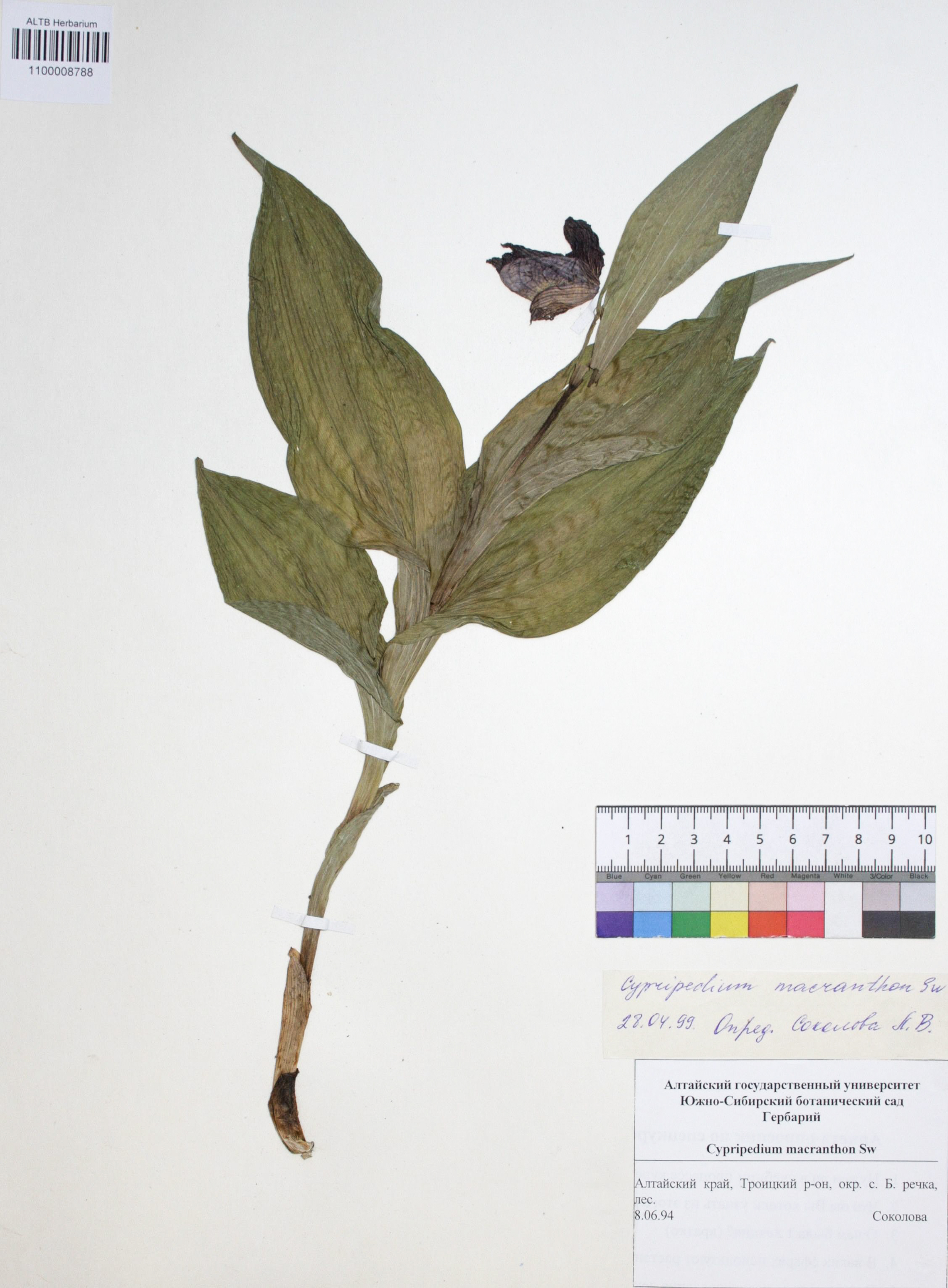 Cypripedium macranthon Sw.