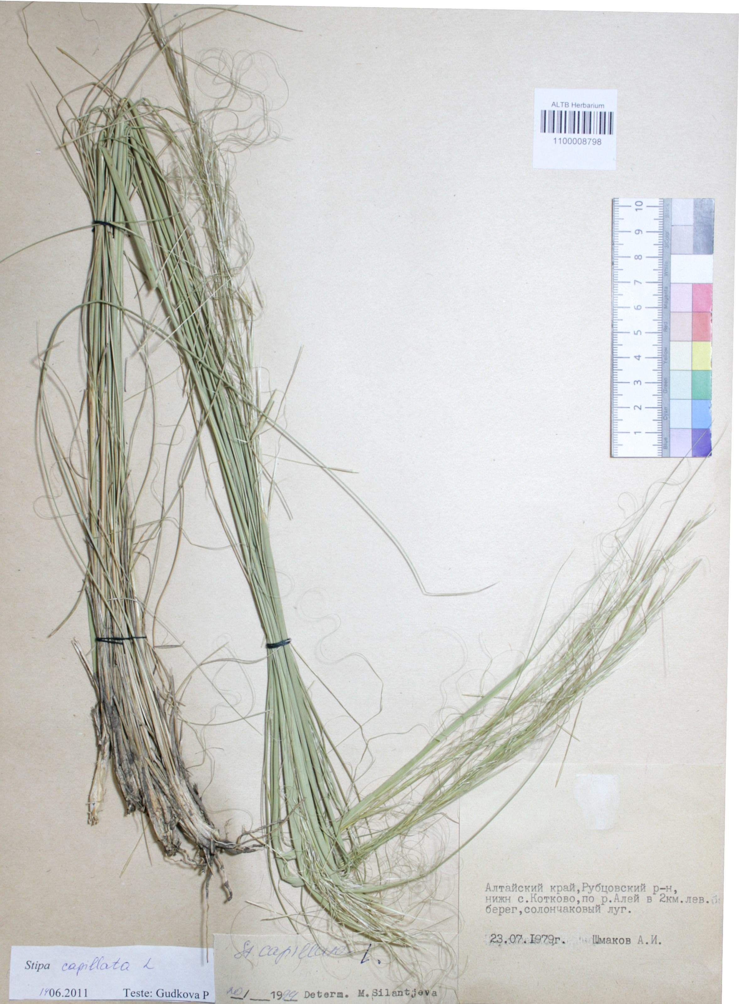 Stipa capillata L.