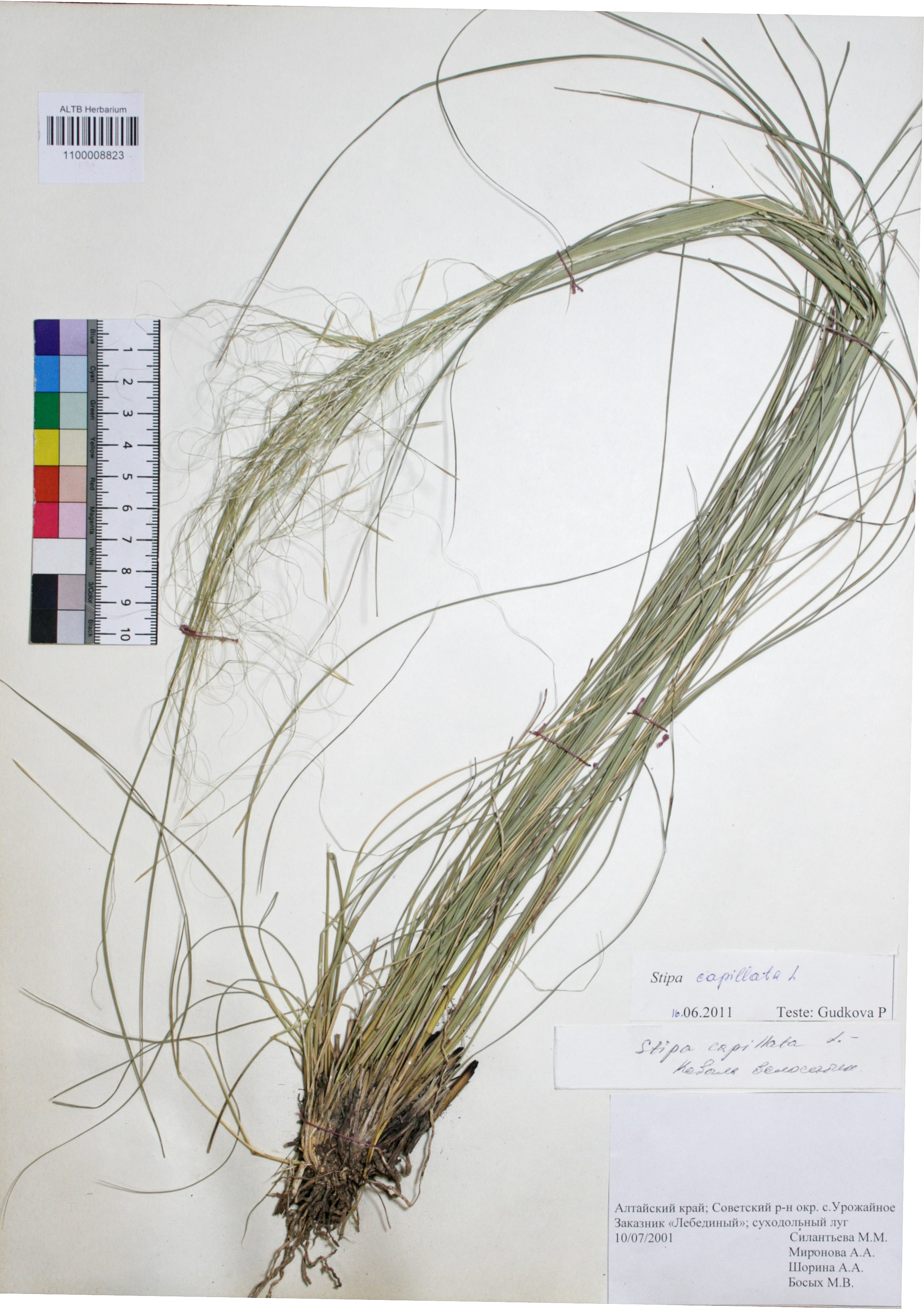 Stipa capillata L.