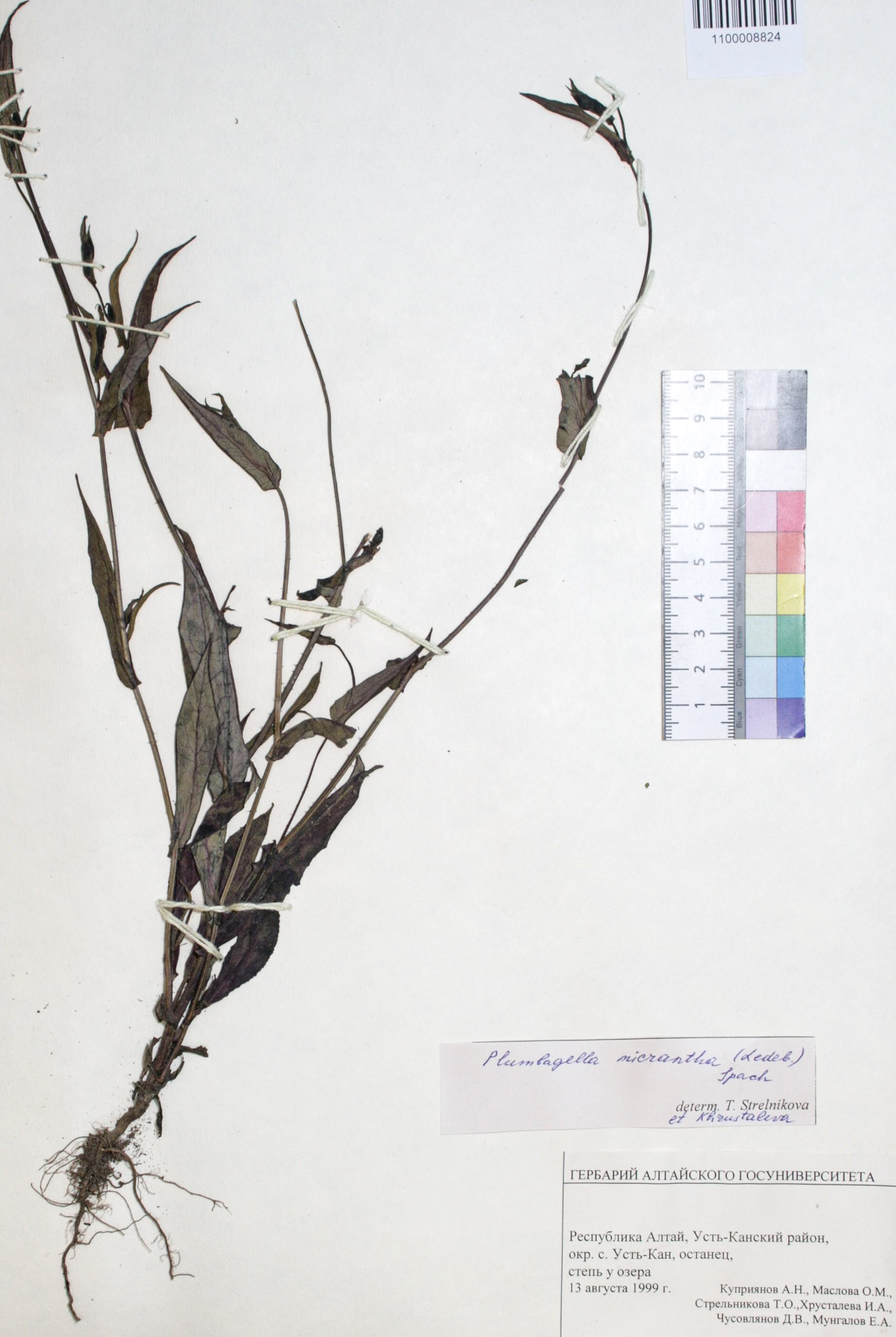 Plumbagella micrantha (Ledeb.) Spach