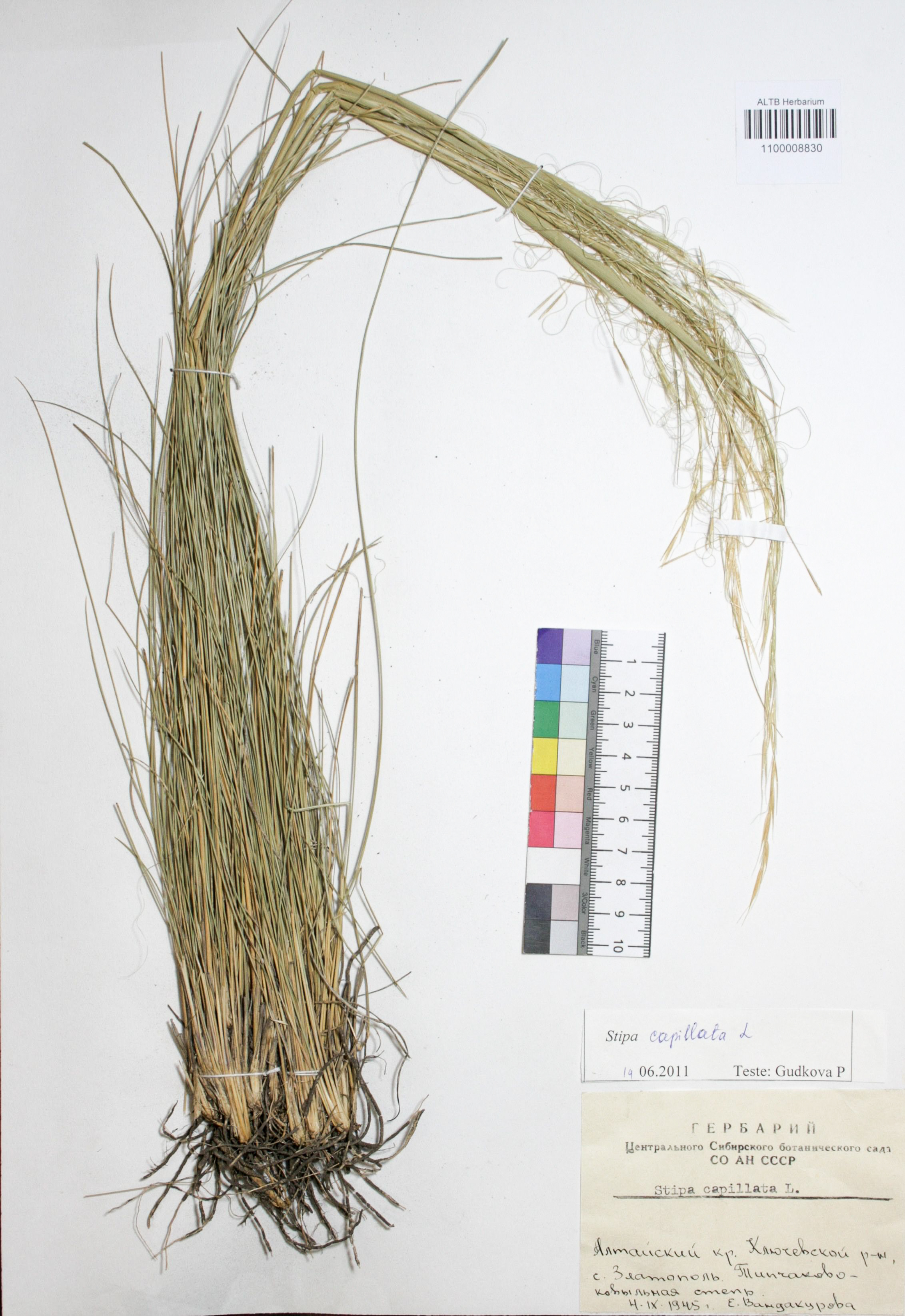 Stipa capillata L.