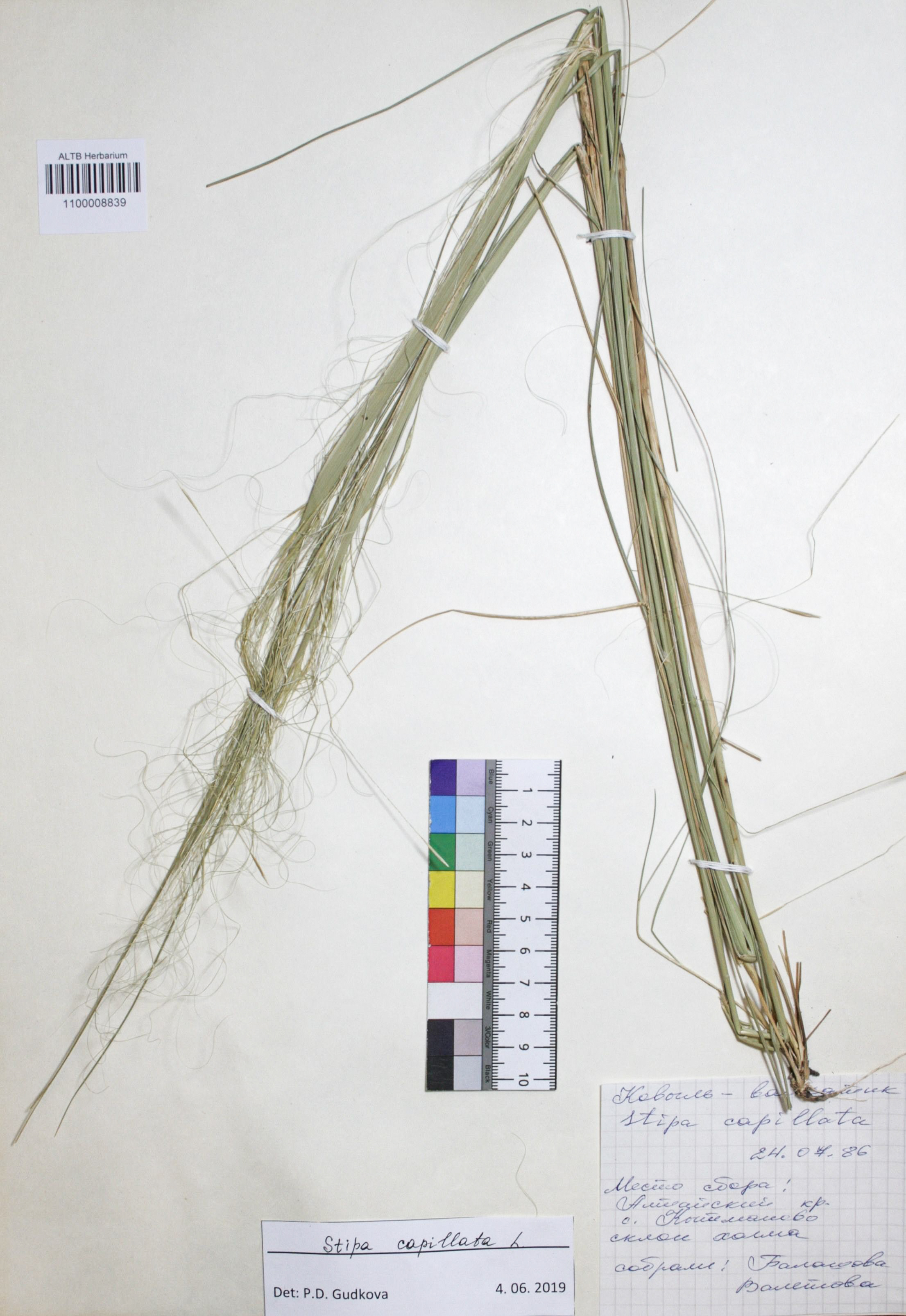 Stipa capillata L.