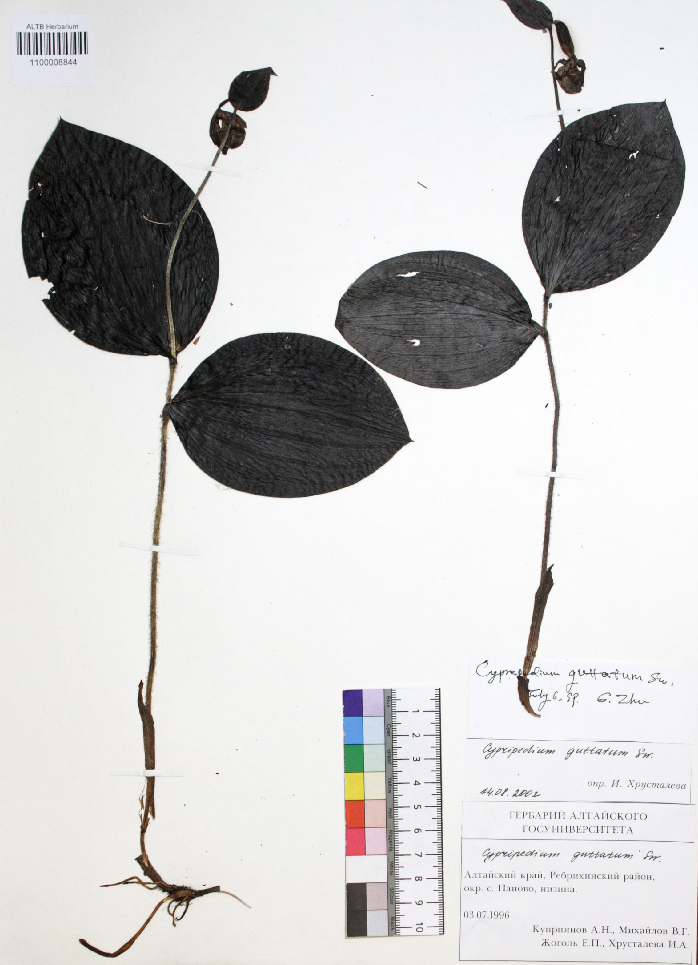 Cypripedium guttatum Sw.