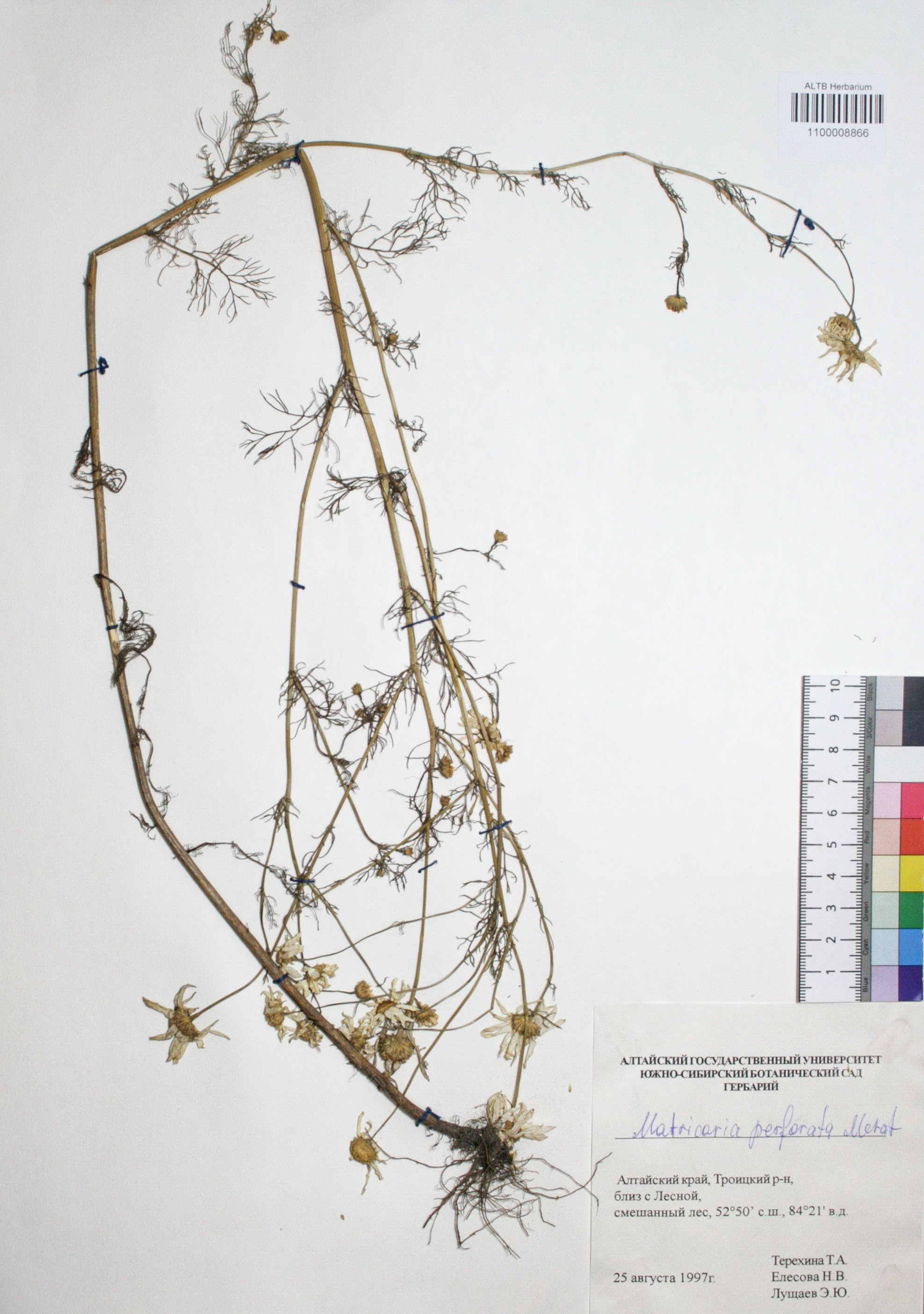 Matricaria perforata Merat