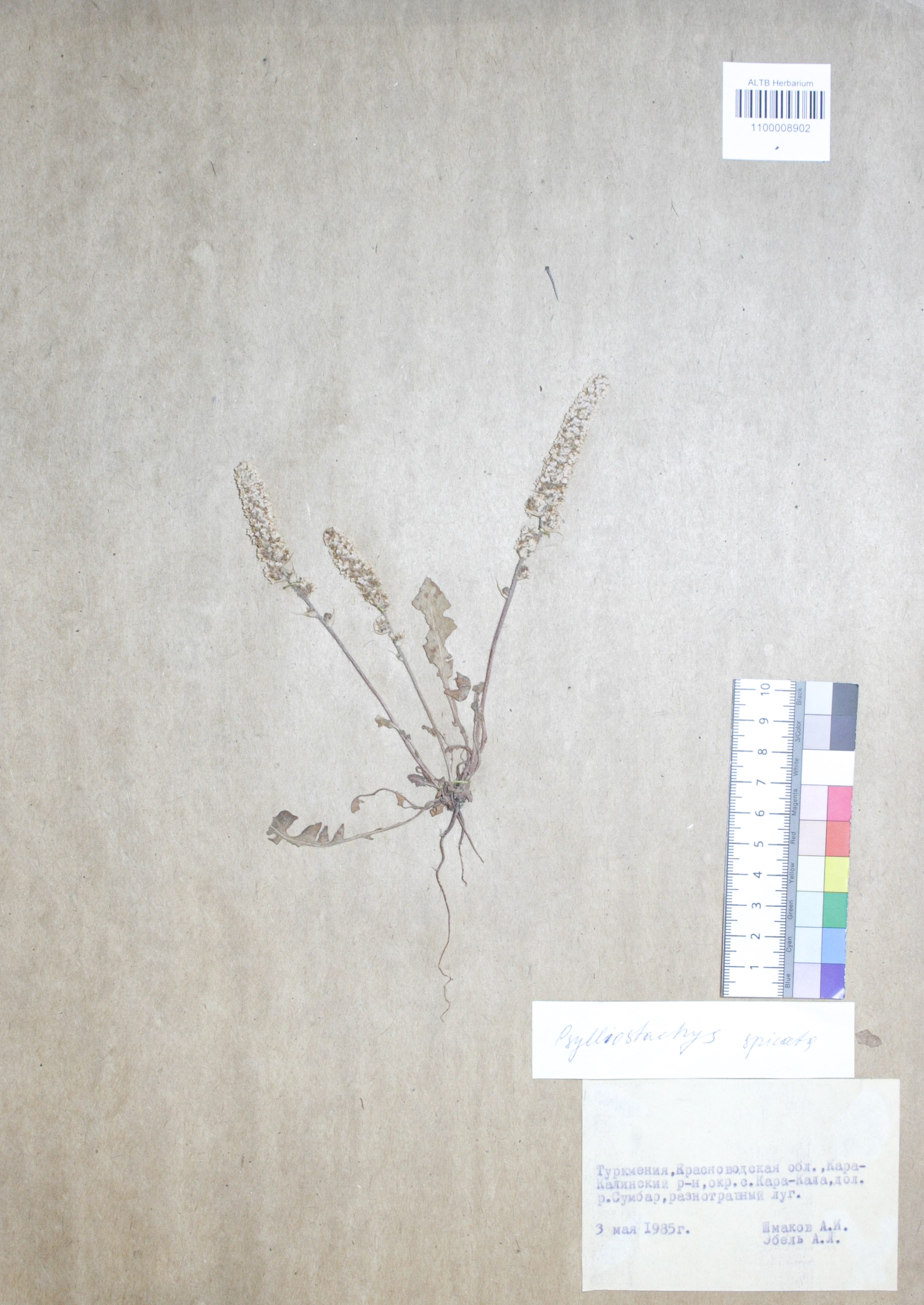 Psylliostachys spicata (Willd.) Nevski 