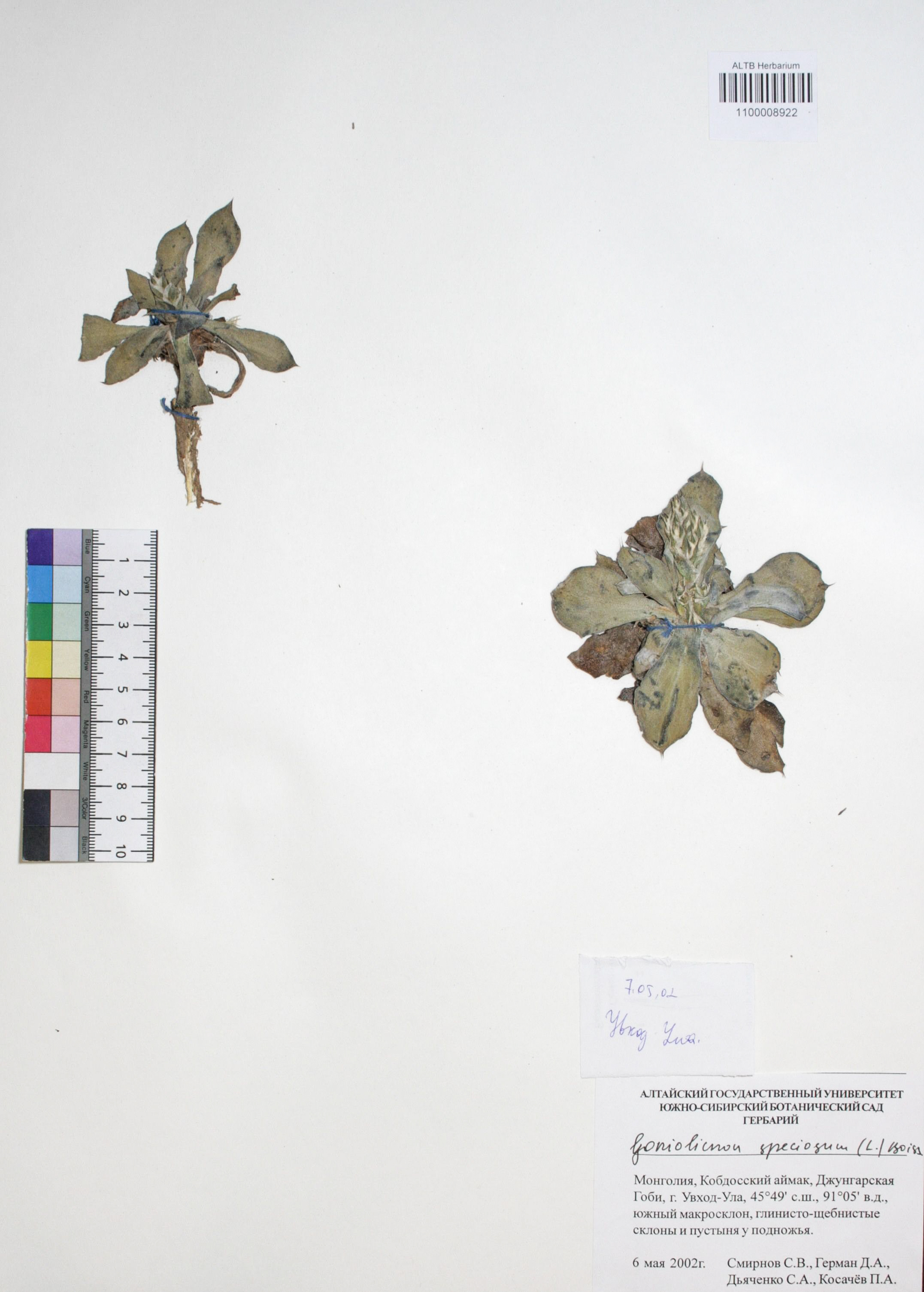 Goniolimon speciosum Boiss.