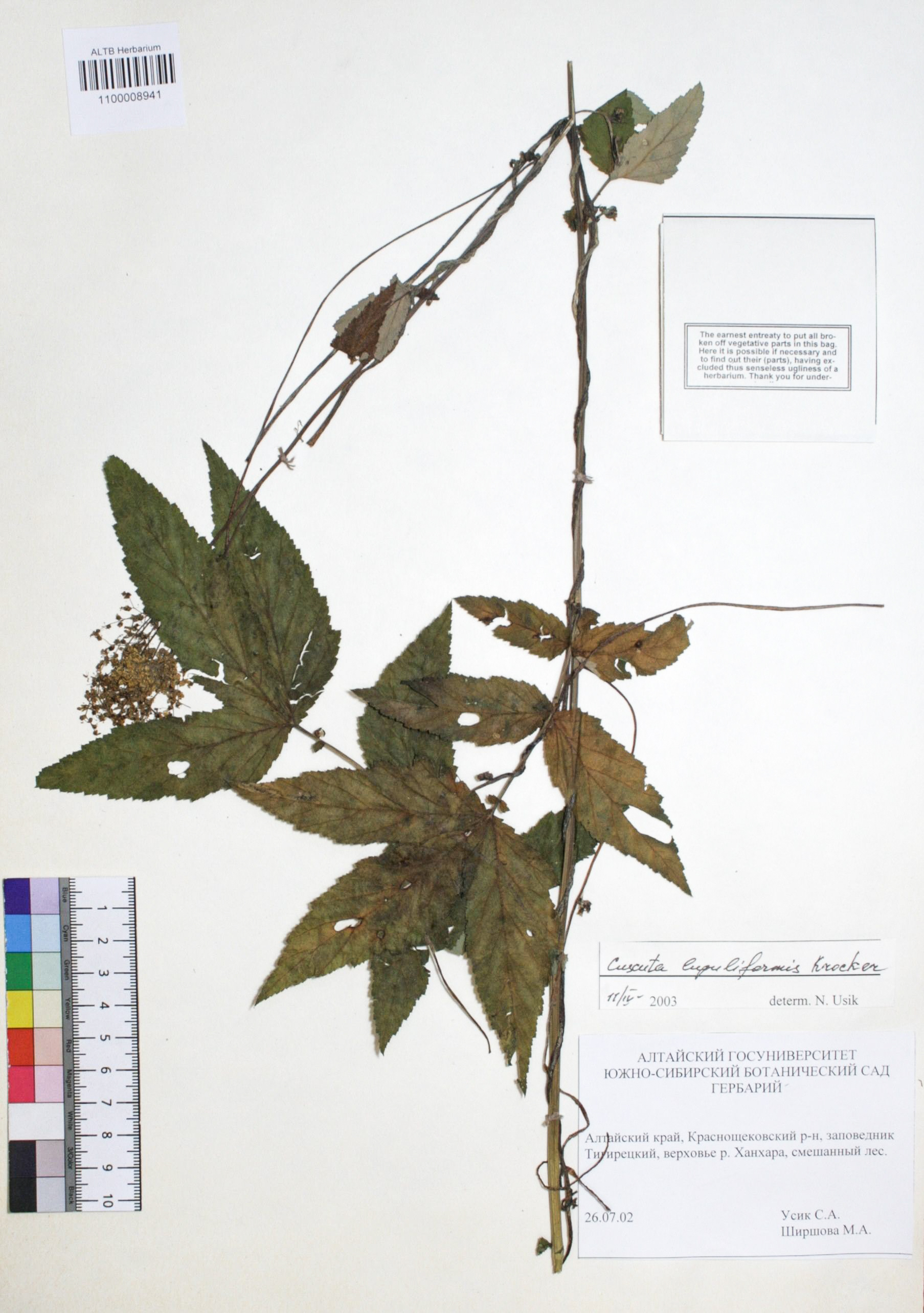 Cuscuta lupuliformis Krock. 