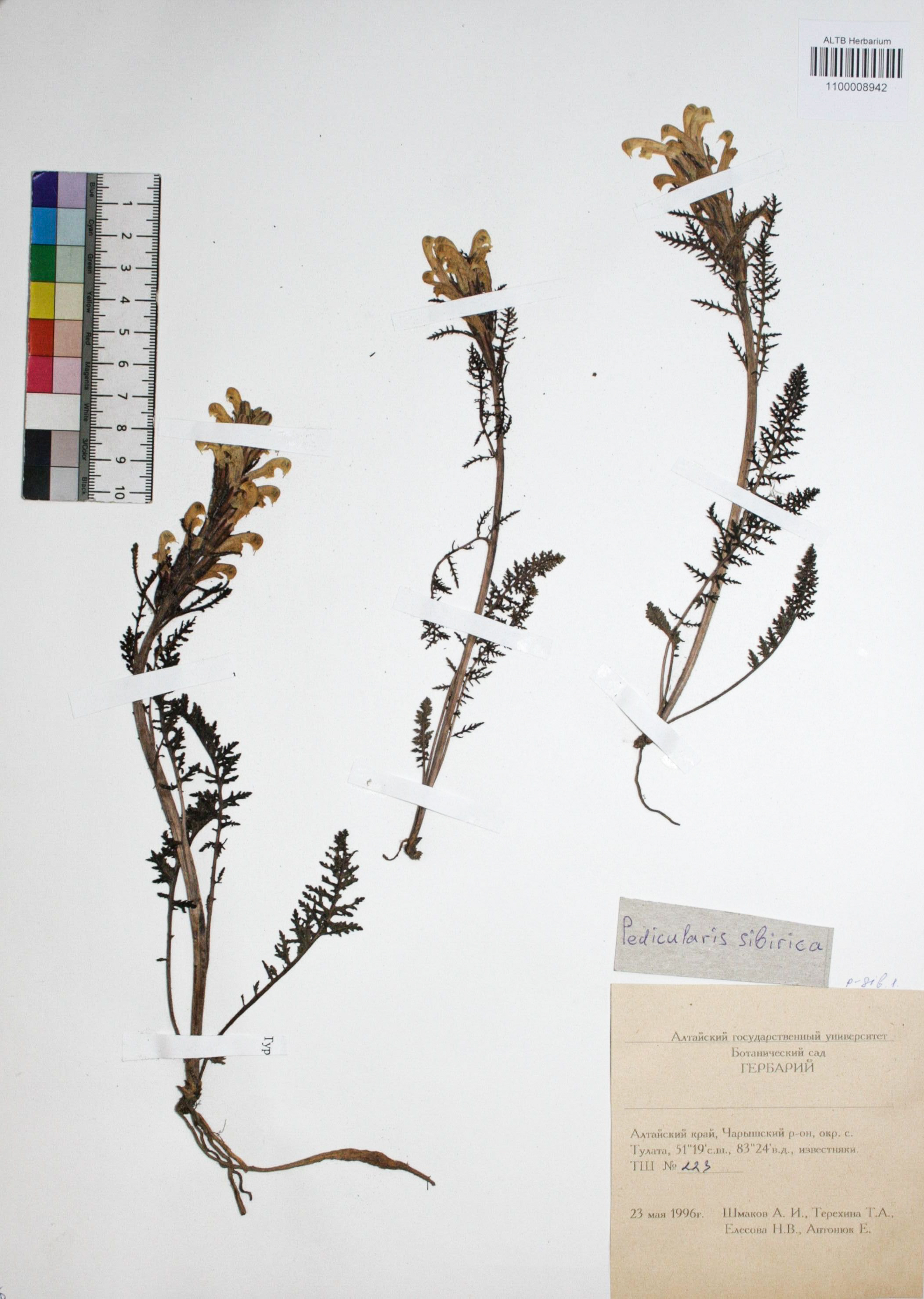 Pedicularis sibirica Vved.