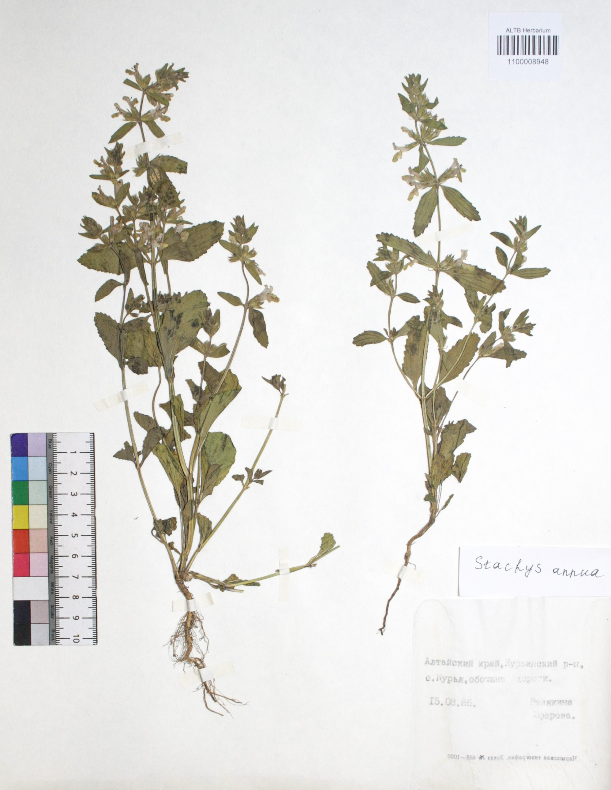 Stachys annua (L.) L. 