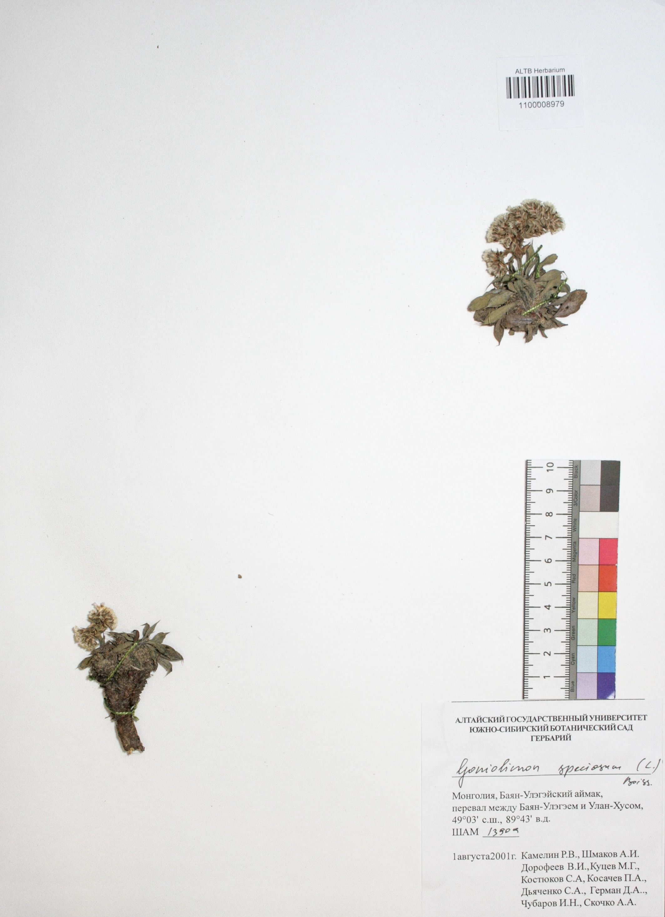 Goniolimon speciosum Boiss.