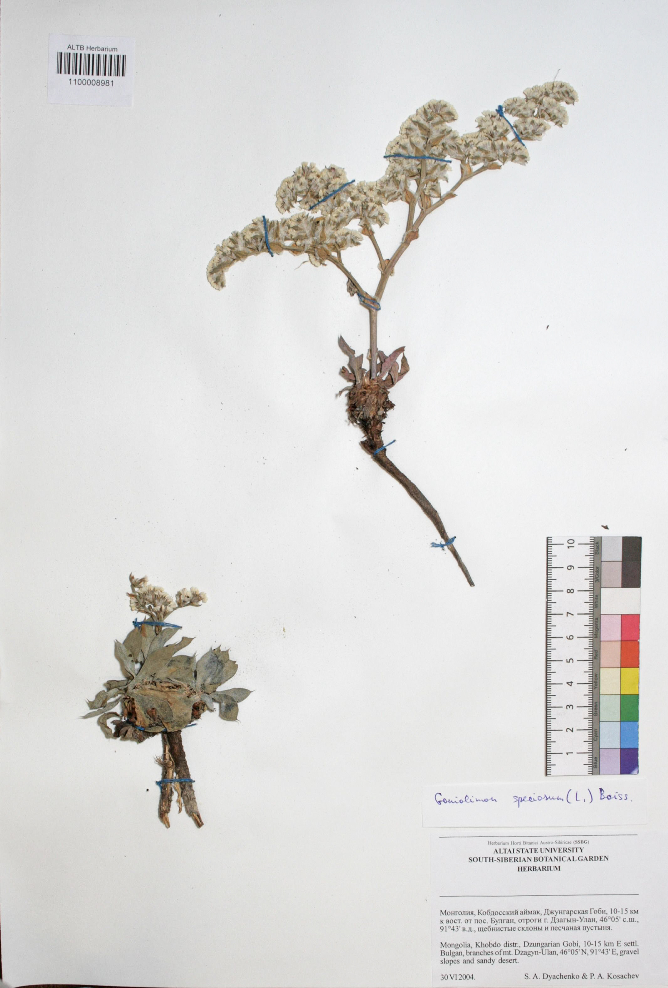 Goniolimon speciosum Boiss.