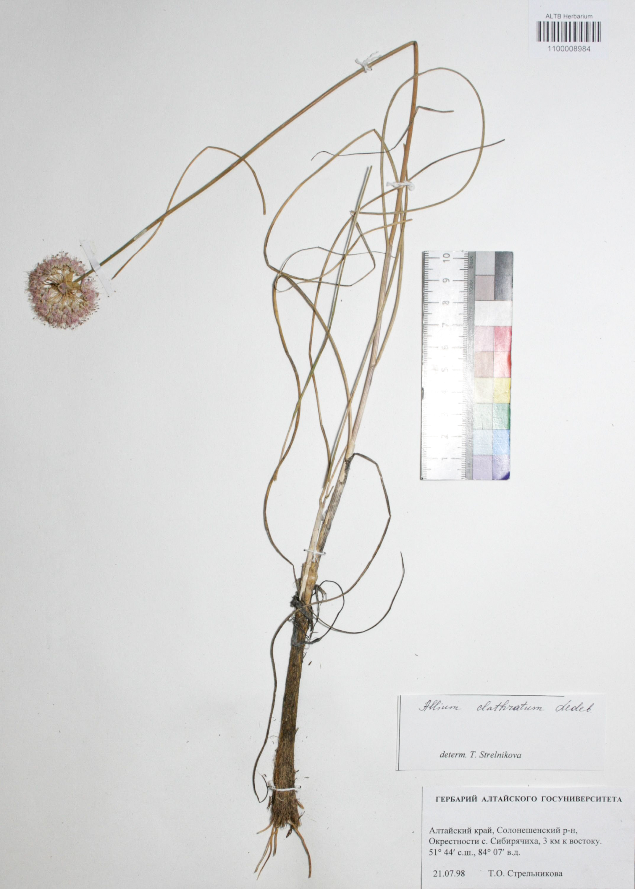 Allium clathratum Ledeb.