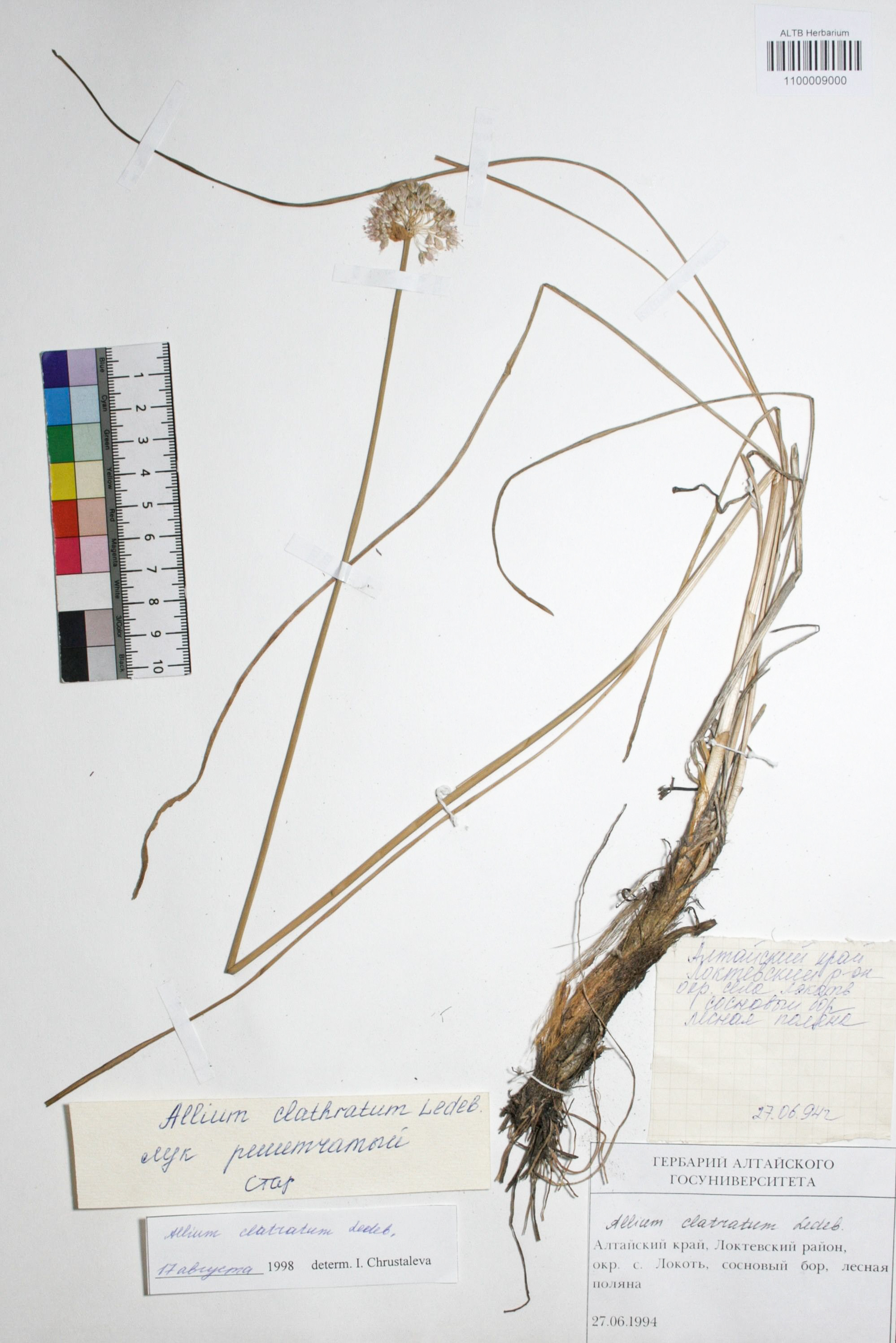 Allium clathratum Ledeb.