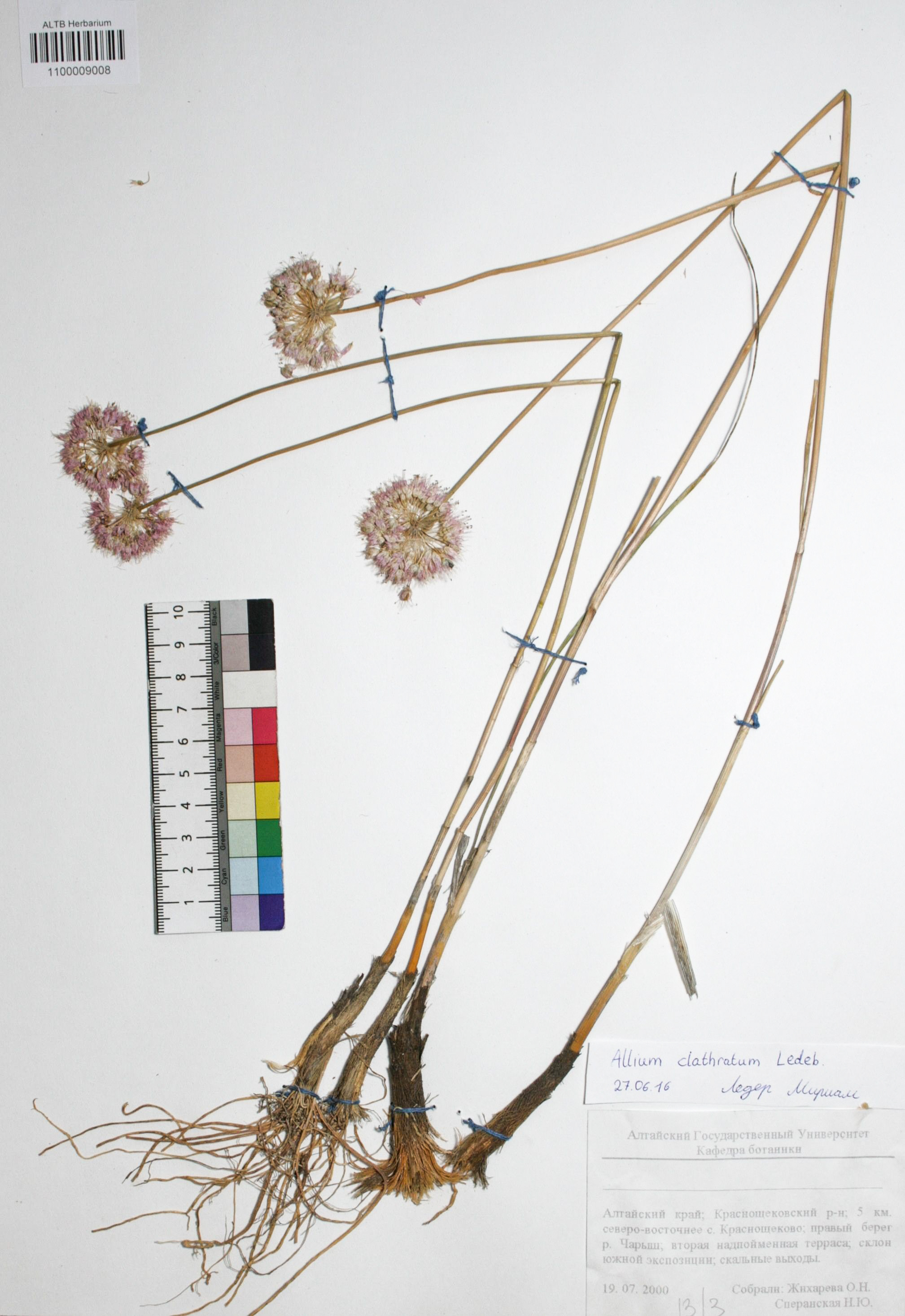 Allium clathratum Ledeb.