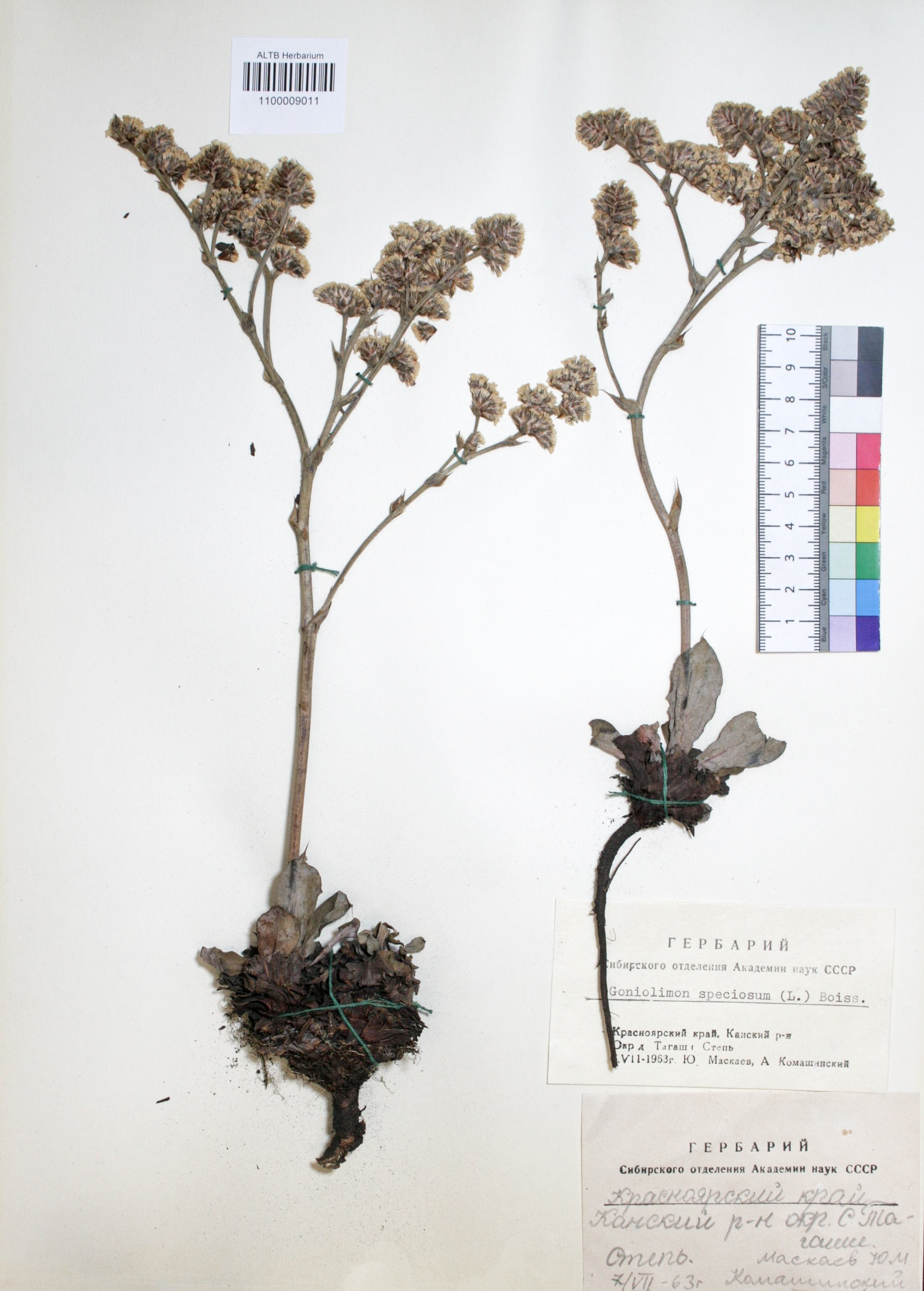 Plumbaginaceae,Goniolimon speciosum Boiss. Plumbaginaceae,Goniolimon speciosum Boiss.