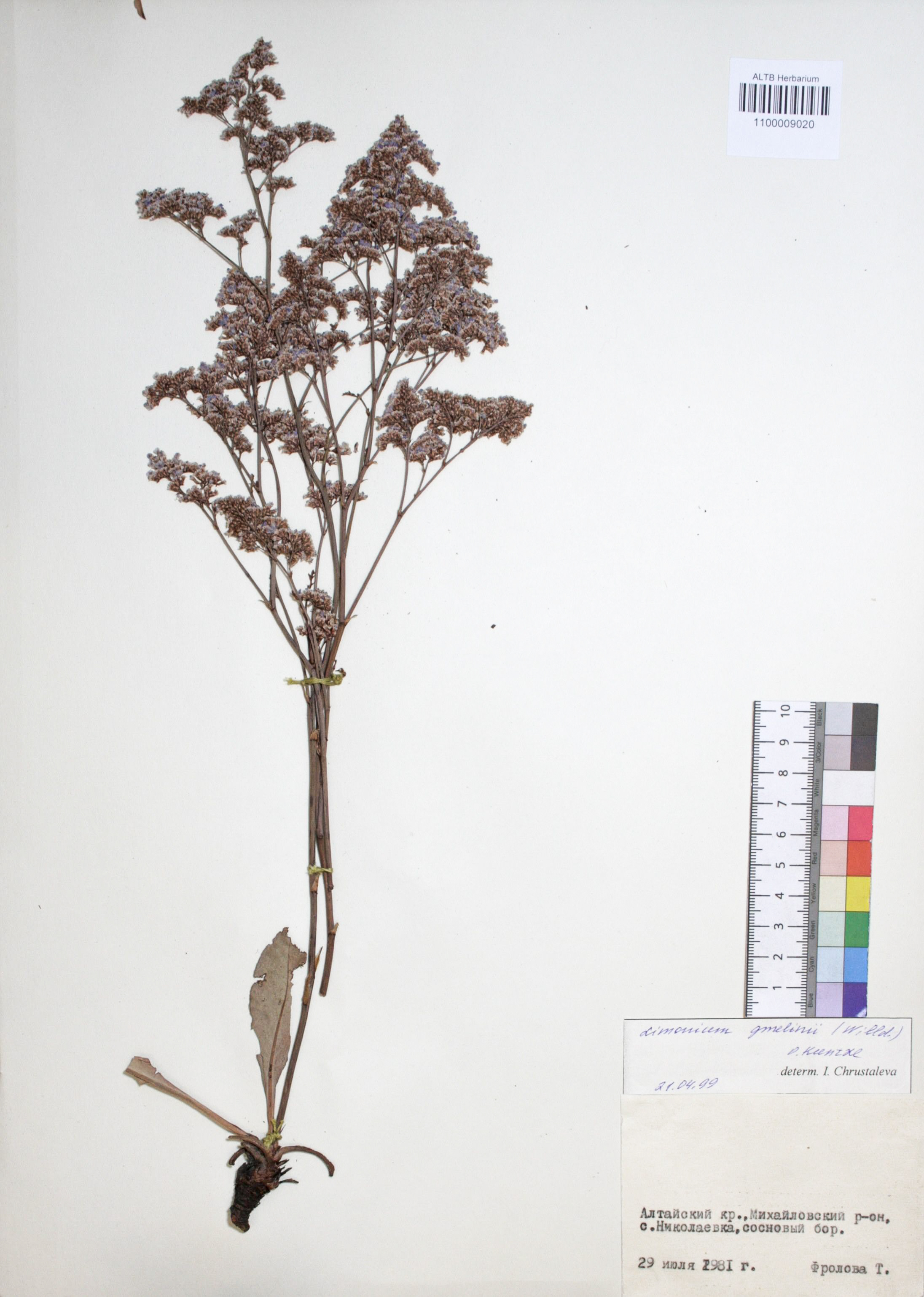 Limonium gmelinii (Willd.) Kuntze