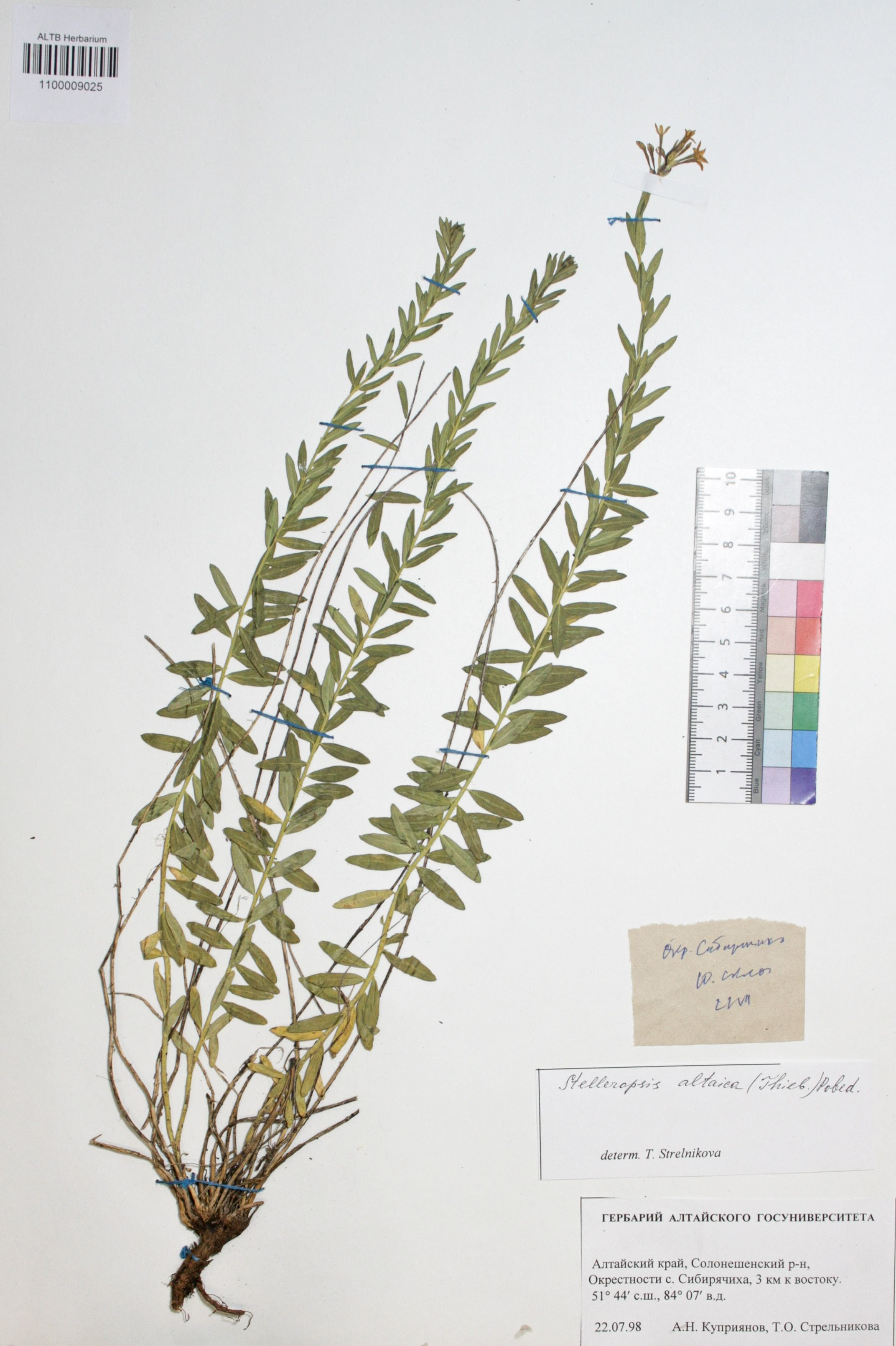 Stelleropsis altaica (Thieb.) Pobed. 