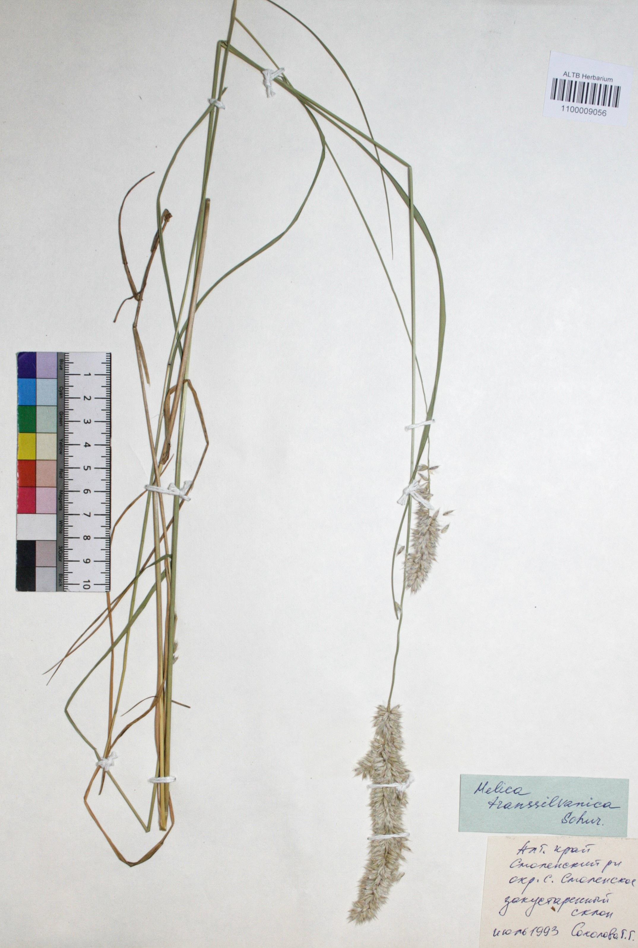 Melica transsilvanica Schur