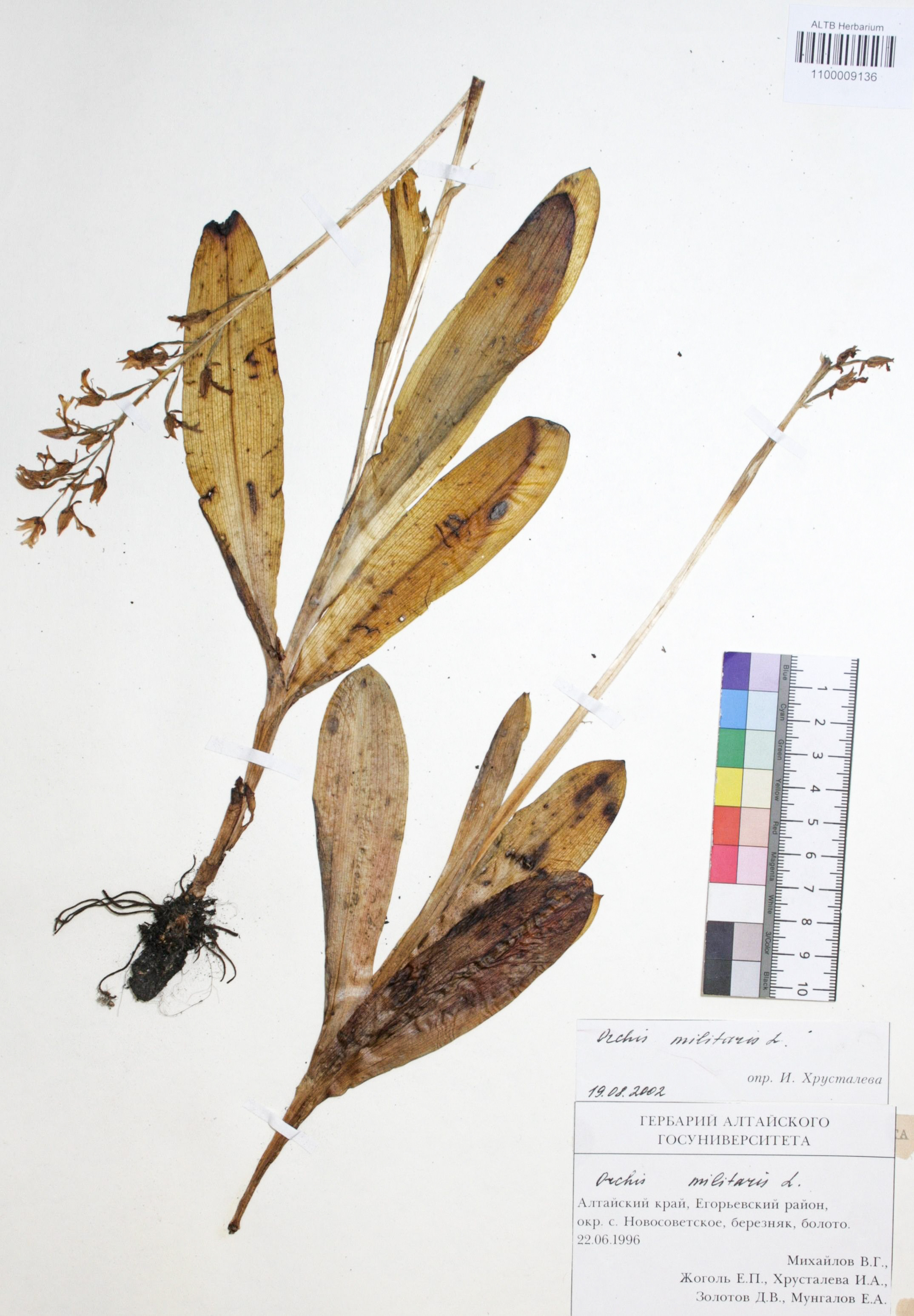Orchis militaris L.