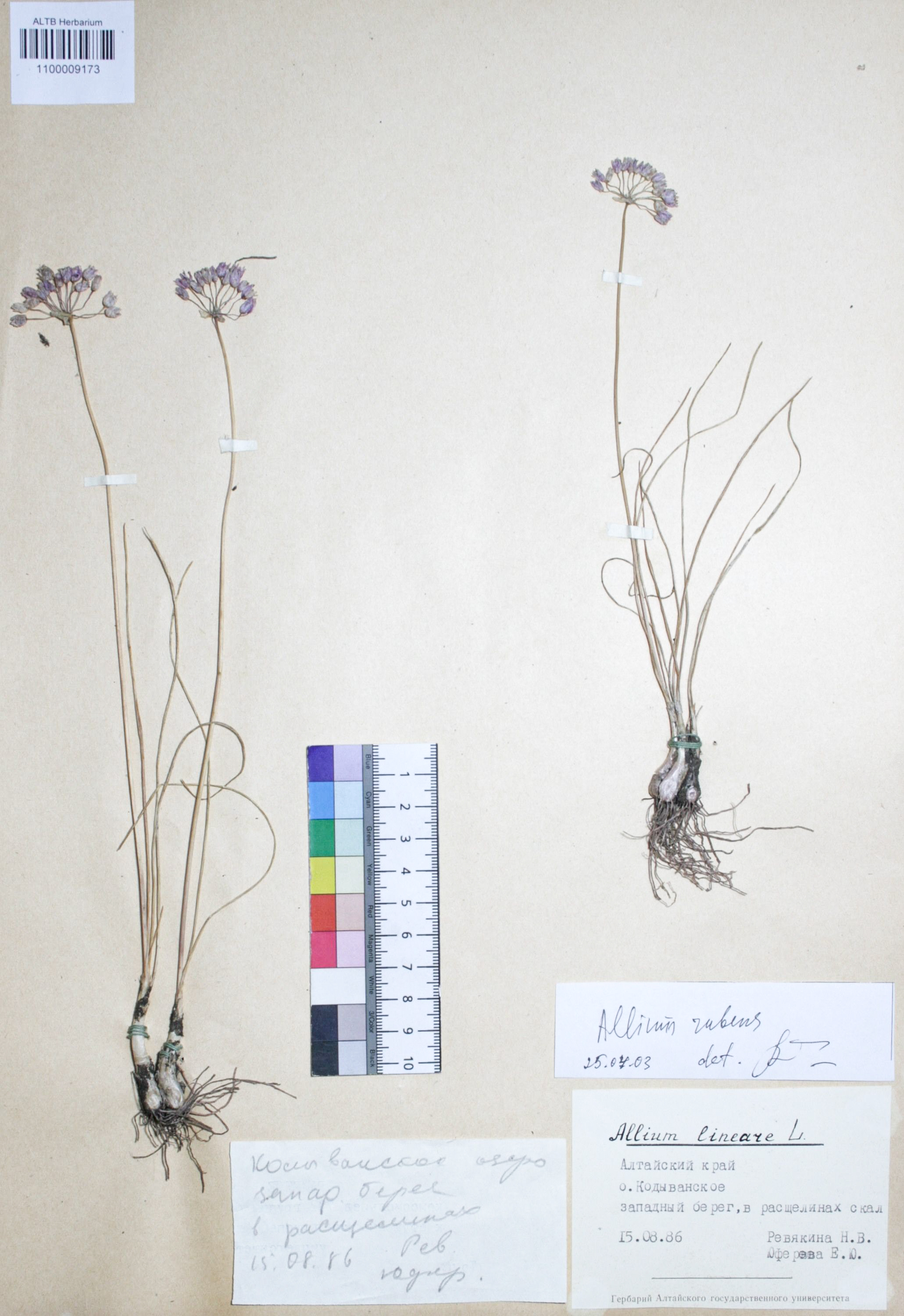 Allium rubens Schrad. ex Willd.