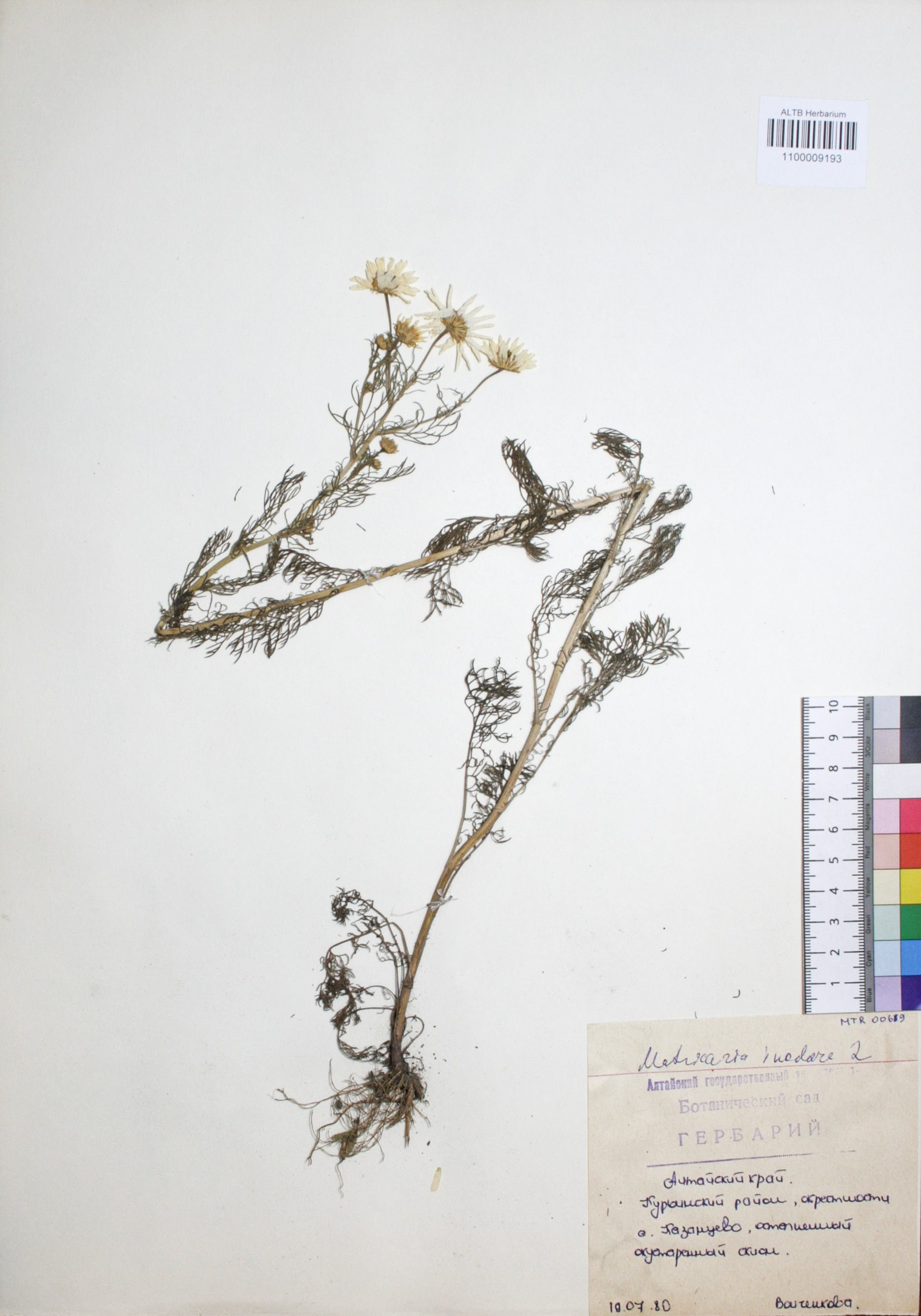 Matricaria perforata Merat
